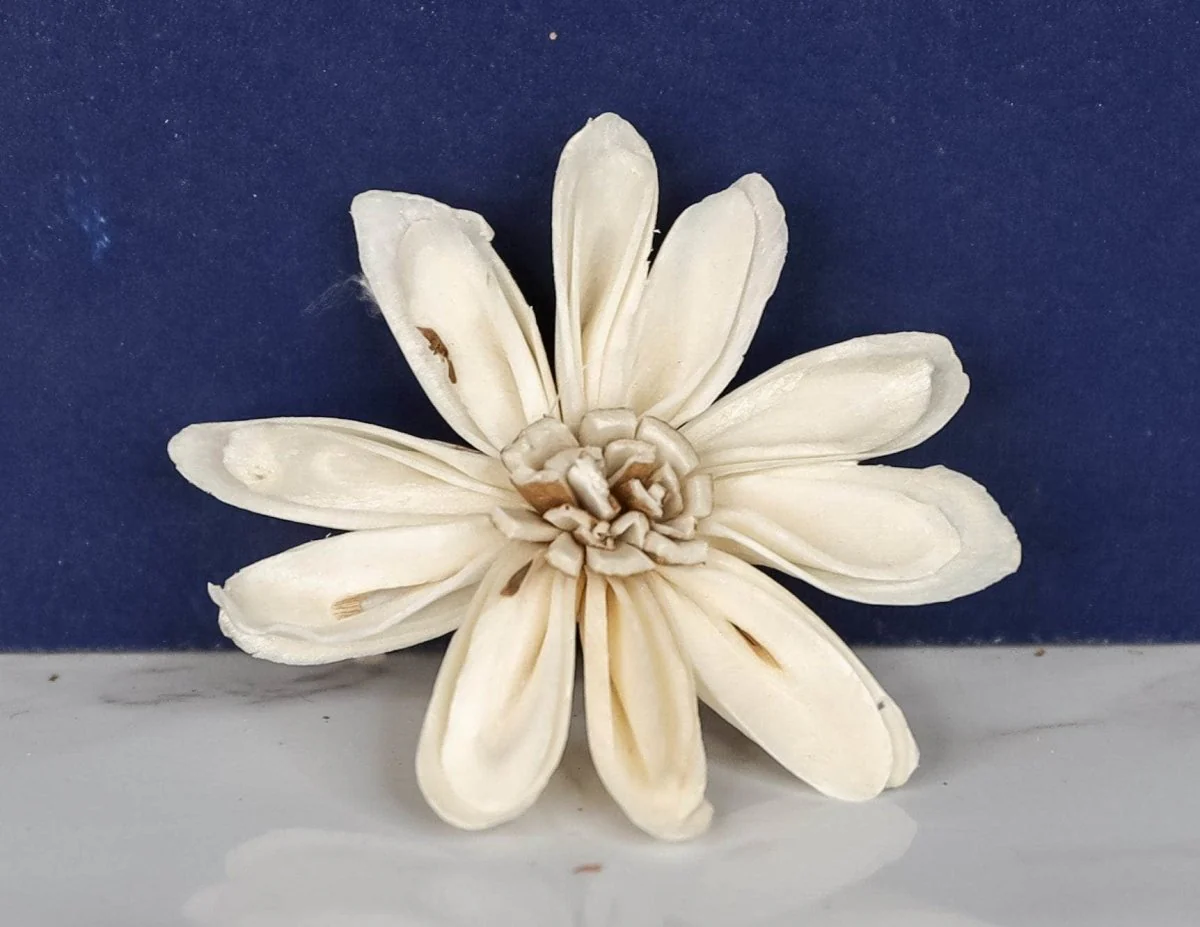 1.5" Daisy May (10 Pack) - Image 2