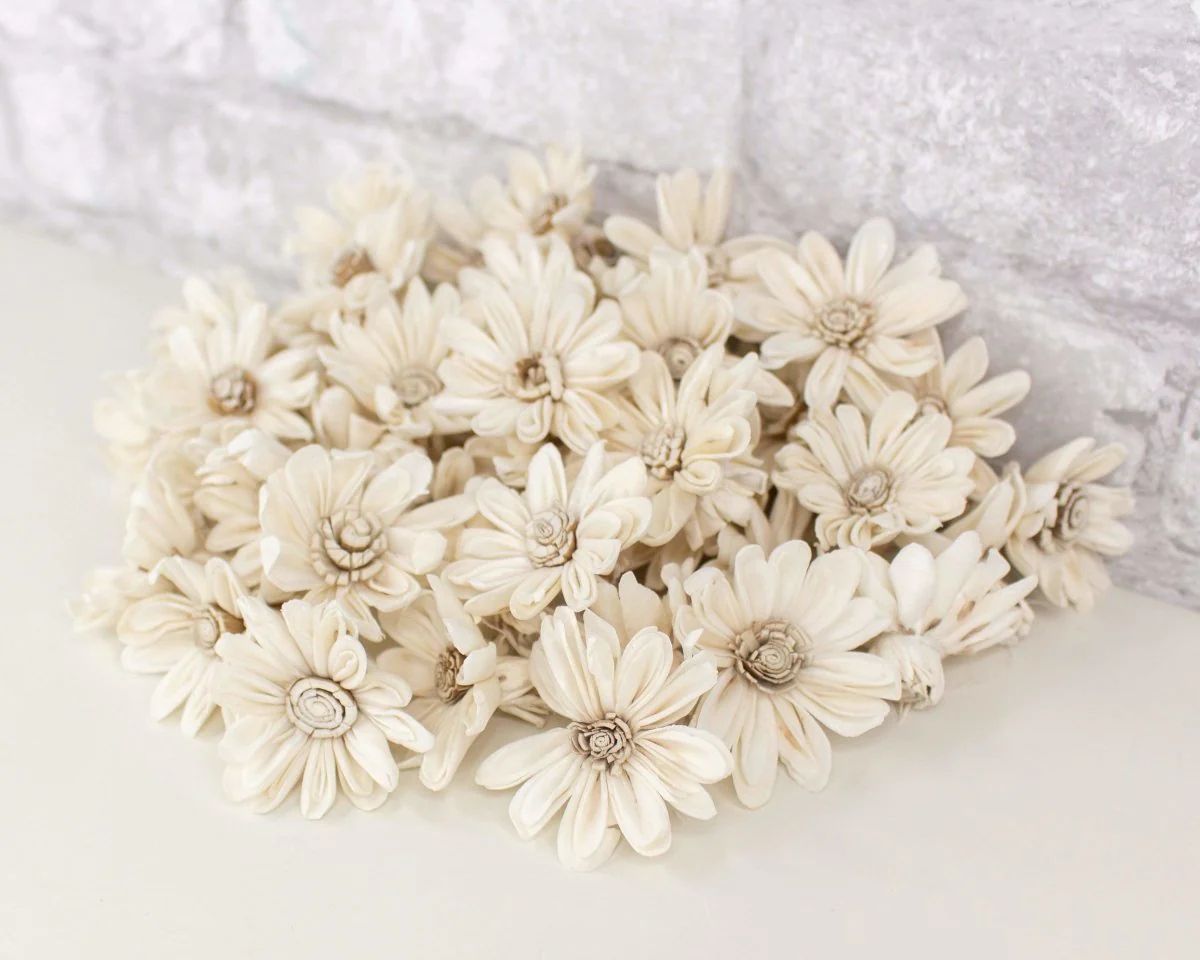 1.5" Daisy May - 50 Pack - Image 3