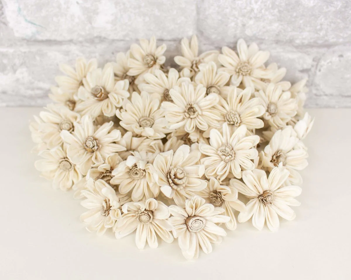 1.5" Daisy May - 50 Pack - Image 4