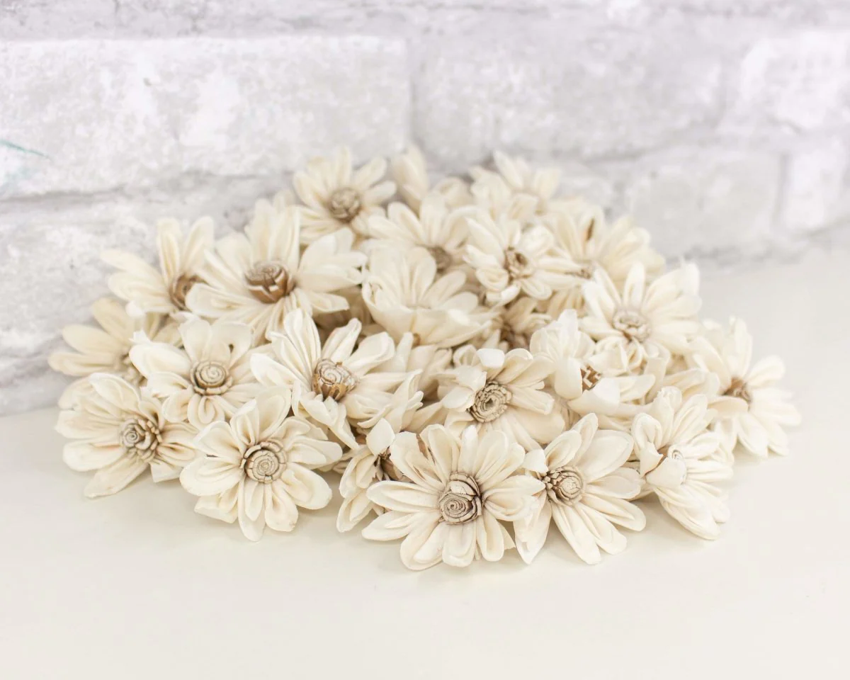1.5" Daisy May - 50 Pack - Image 8