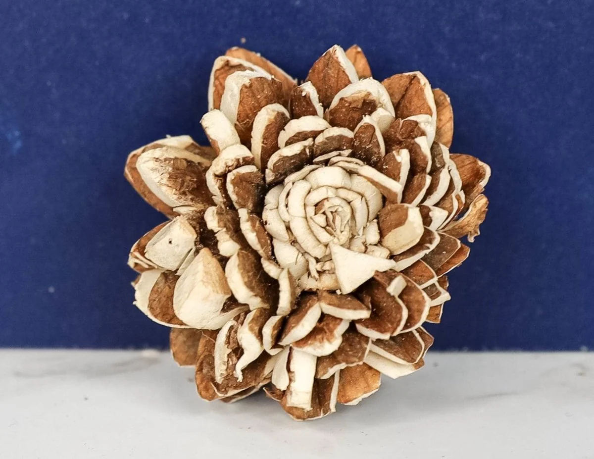 1.5" Bark Zinnia (10 pack) - Image 2