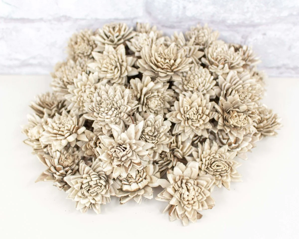 1.5" Bark Zinnia - 50 Pack - Image 3
