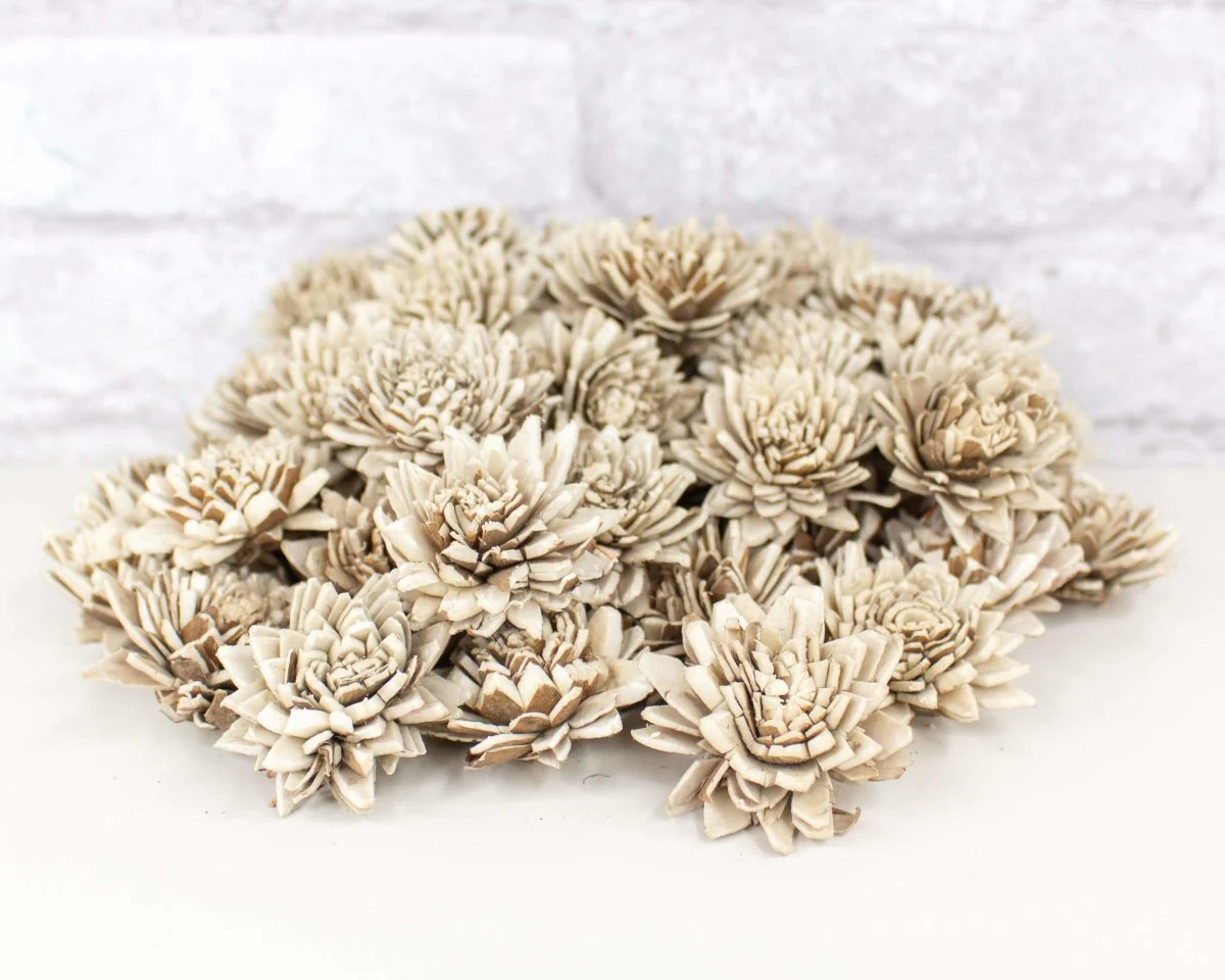 1.5" Bark Zinnia - 50 Pack - Image 4