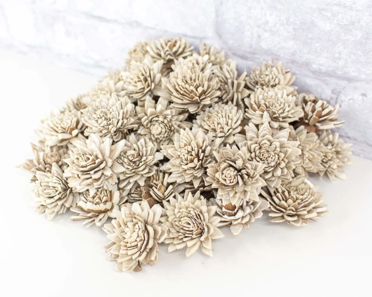1.5" Bark Zinnia - 50 Pack - Image 5