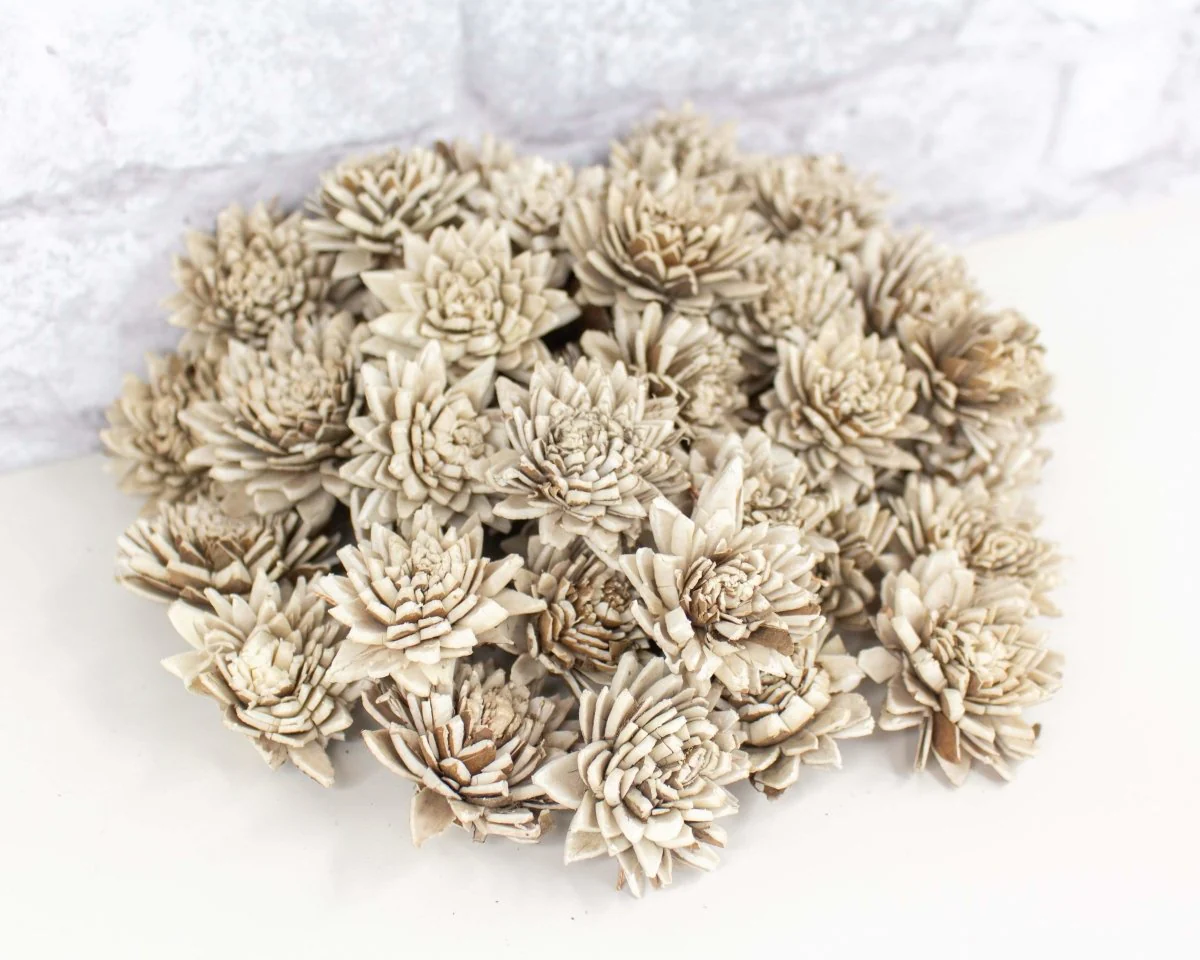 1.5" Bark Zinnia - 50 Pack - Image 7