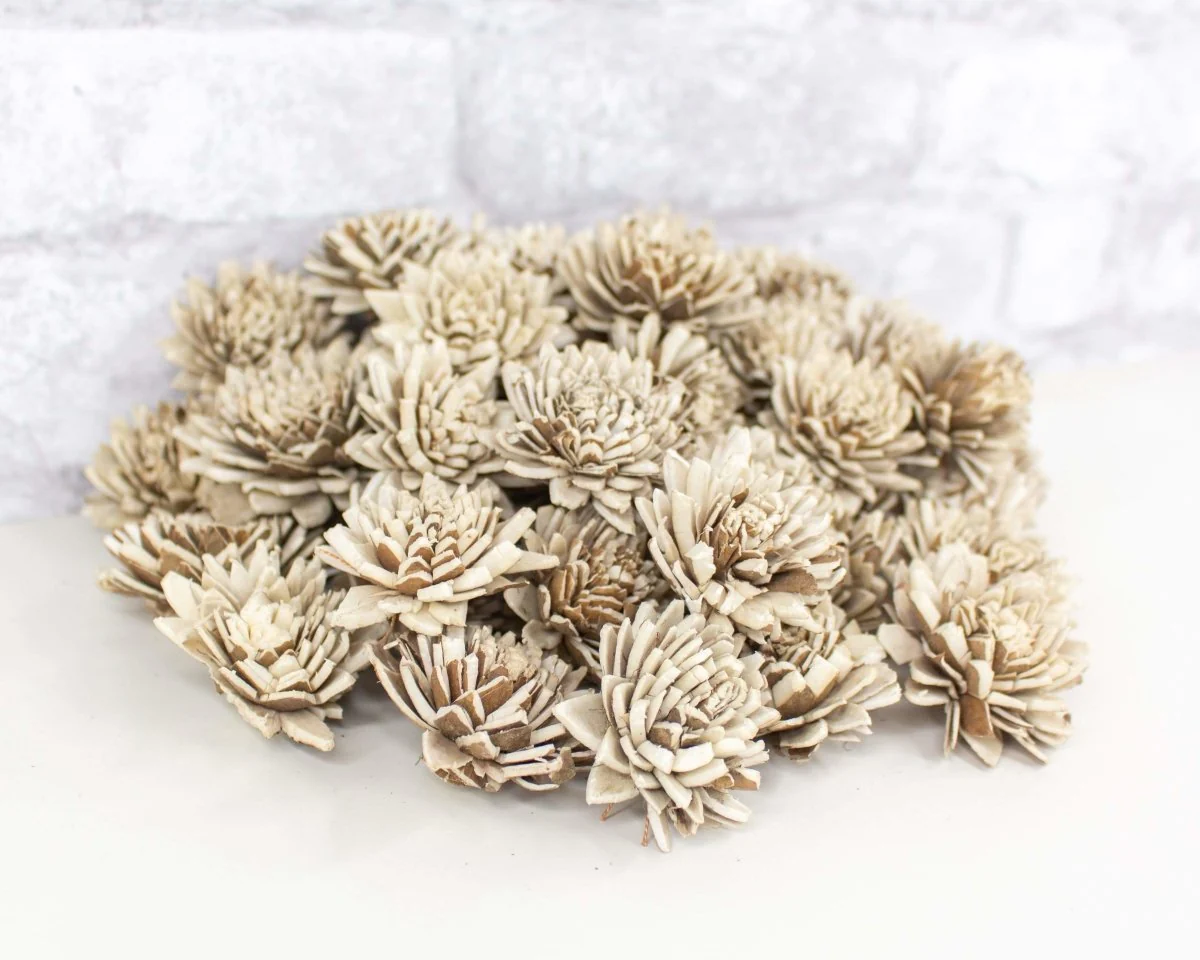 1.5" Bark Zinnia - 50 Pack - Image 8