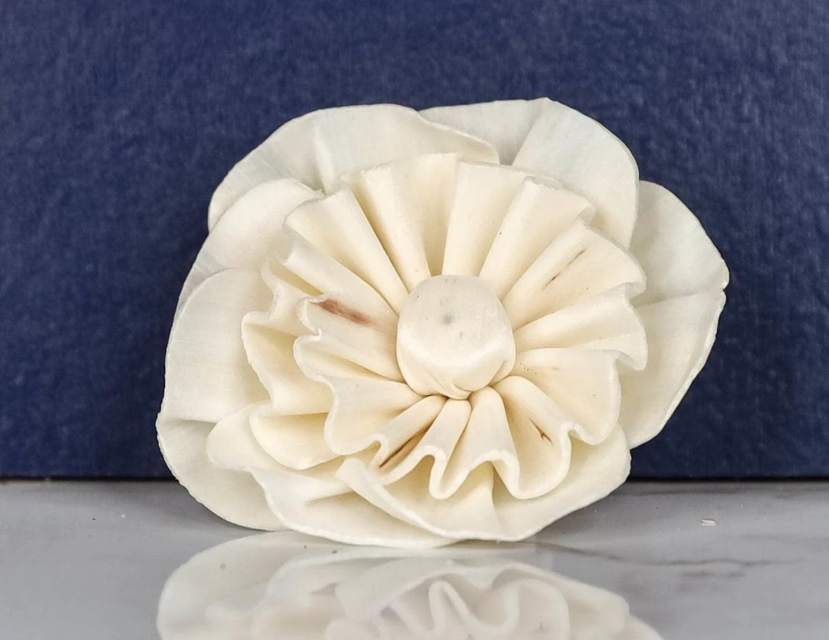 2" Beatrice (10 pack) - Image 3