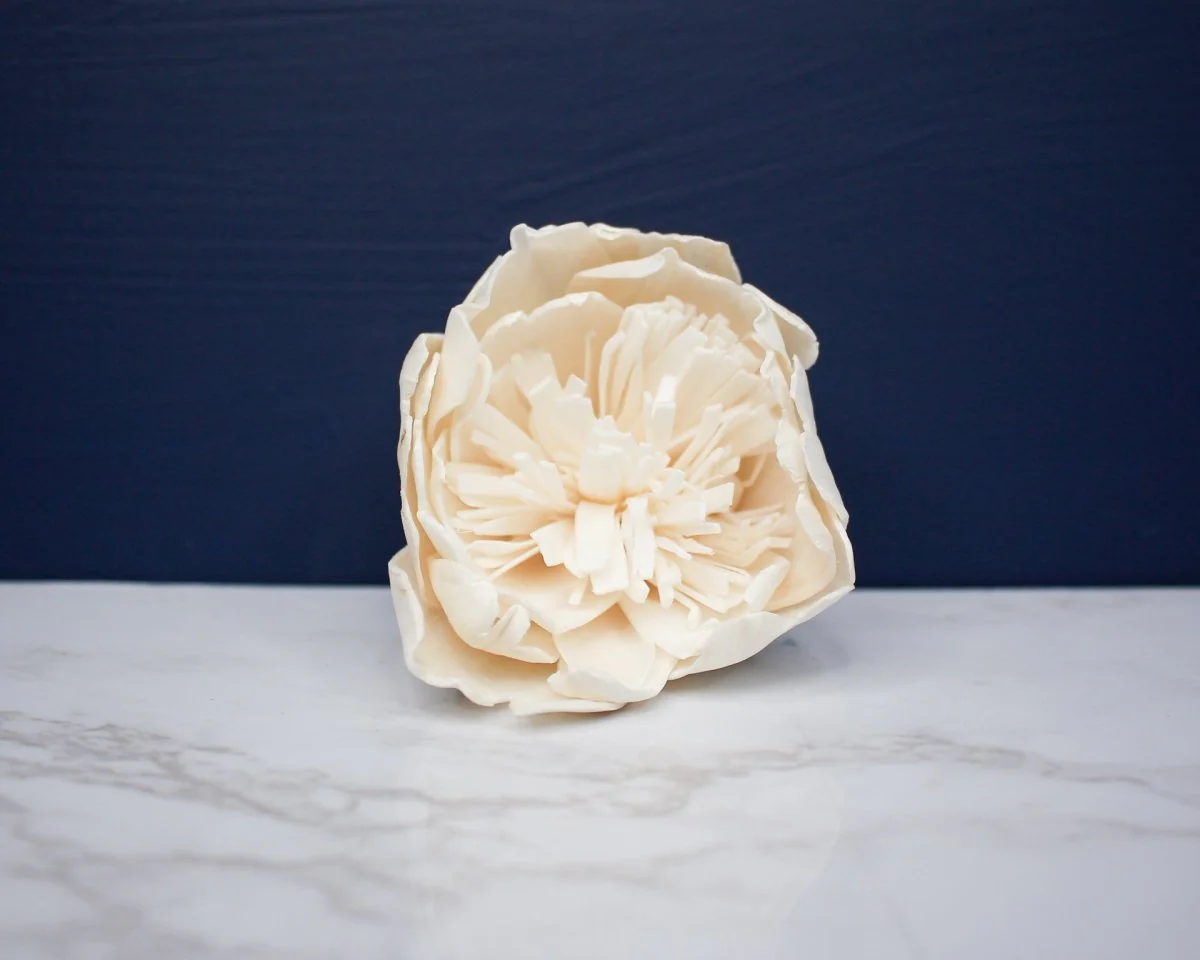 2" Bowl of Beauty Peony (10 Pack) - Image 2