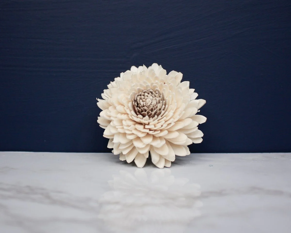 2" Coco Zinnia (10 pack) - Image 2