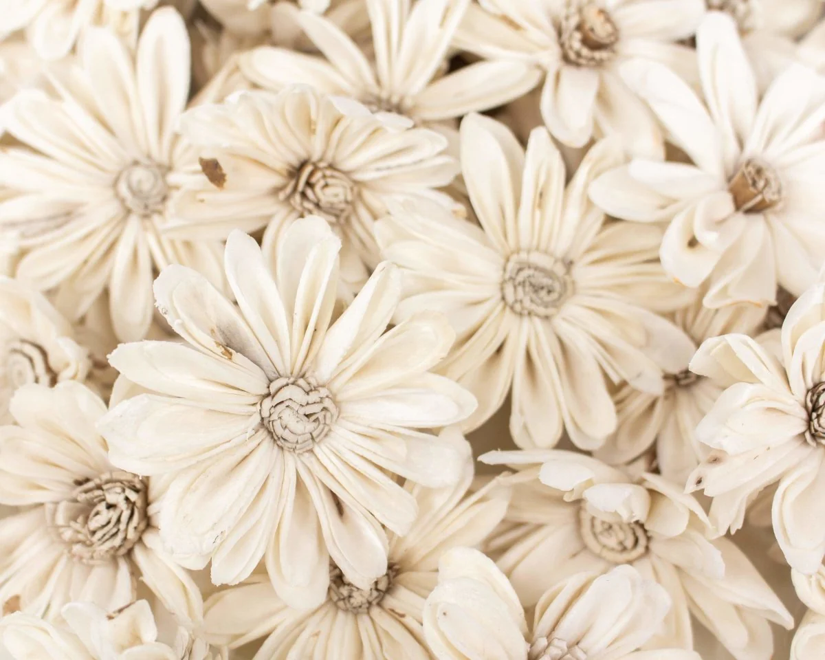 2" Daisy May - 50 Pack - Image 2