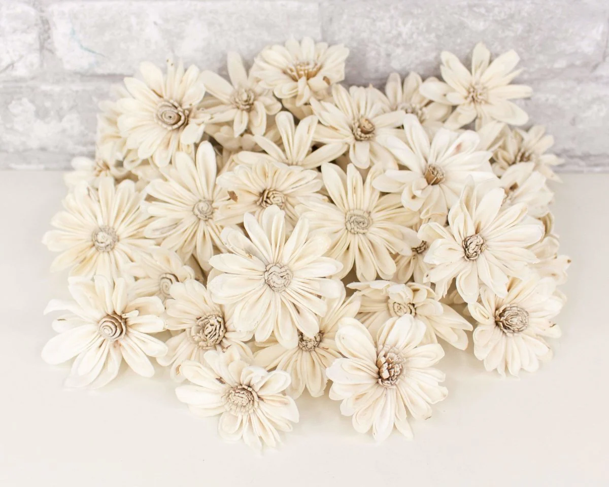 2" Daisy May - 50 Pack - Image 3