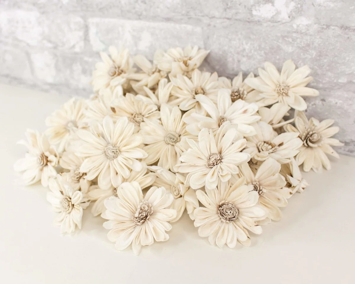 2" Daisy May - 50 Pack - Image 4