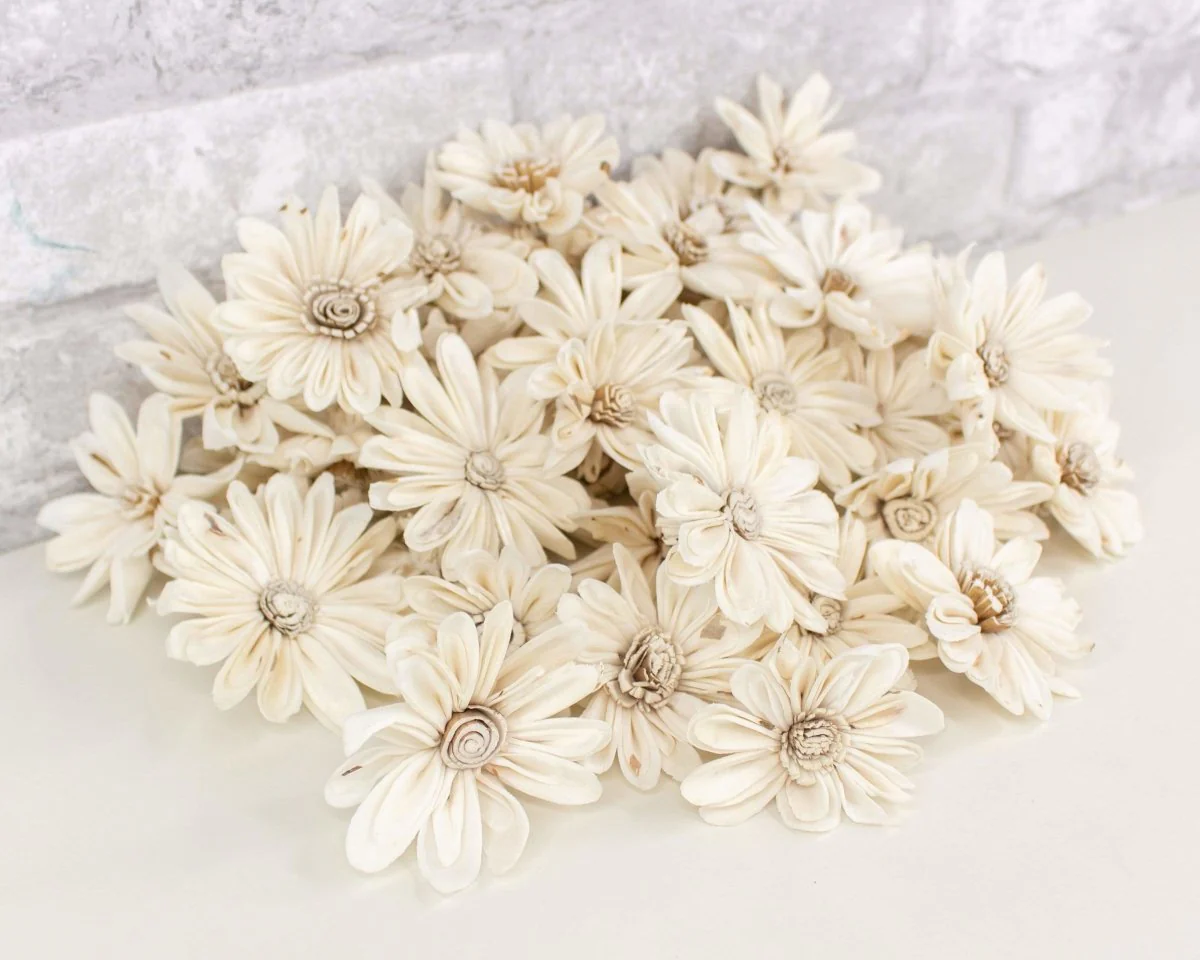 2" Daisy May - 50 Pack - Image 5