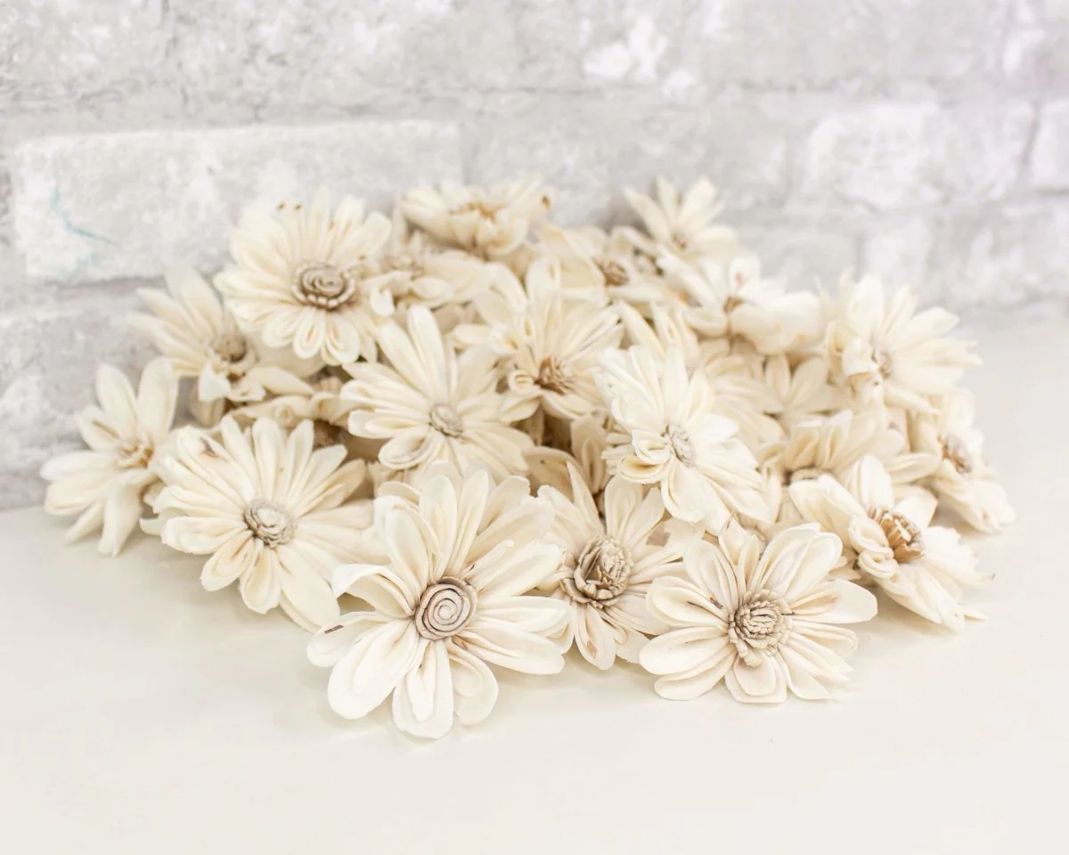 2" Daisy May - 50 Pack - Image 6