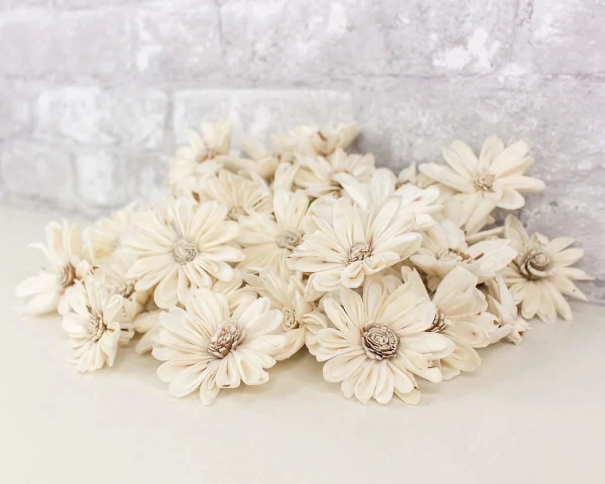 2" Daisy May - 50 Pack - Image 7