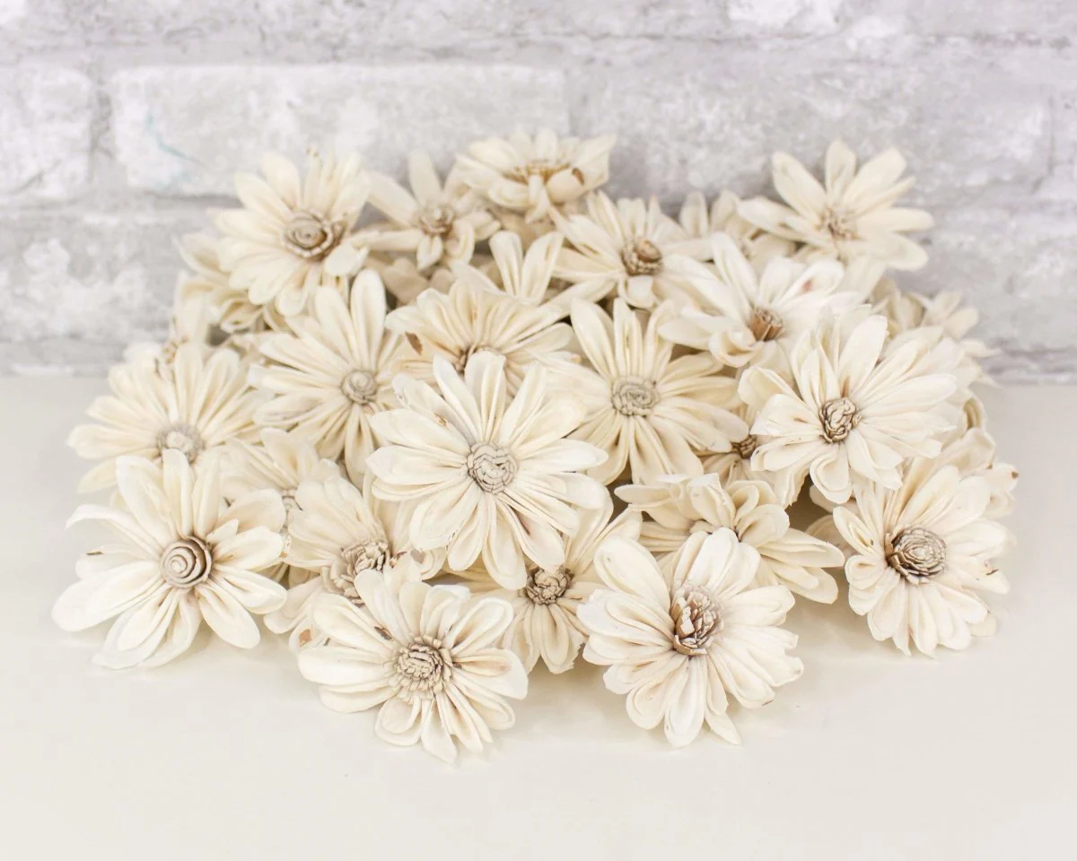 2" Daisy May - 50 Pack - Image 8