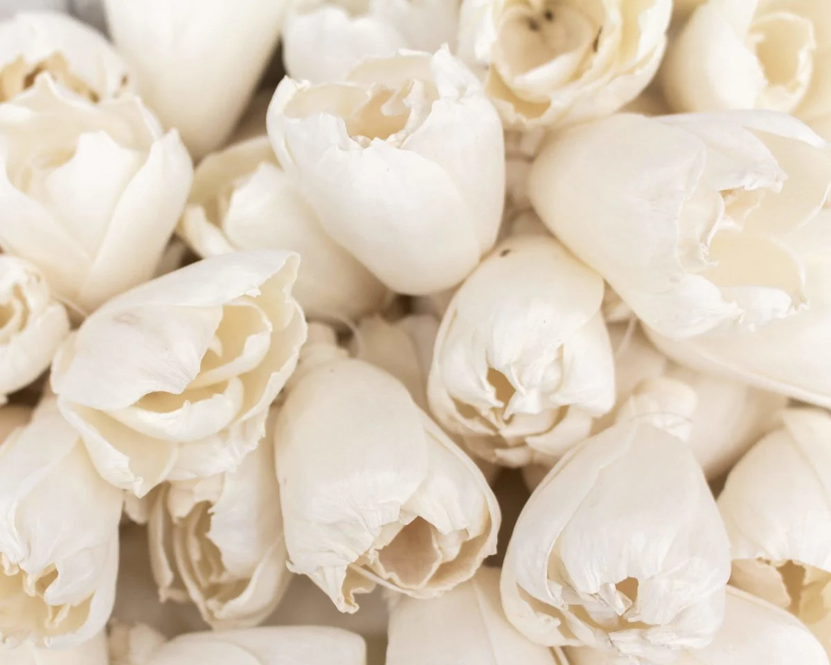 2" Precious Tulip - 50 Pack - Image 2