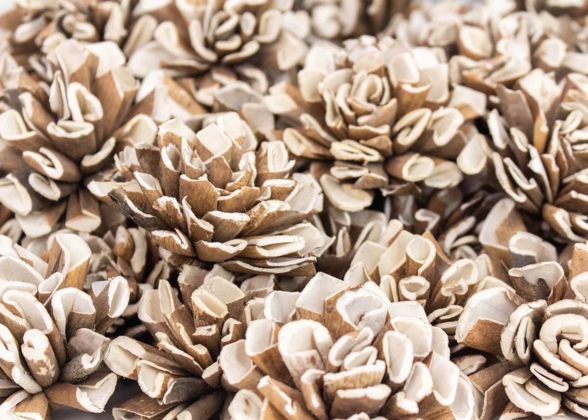 2" Bark Dahlia - 50 Pack - Image 2