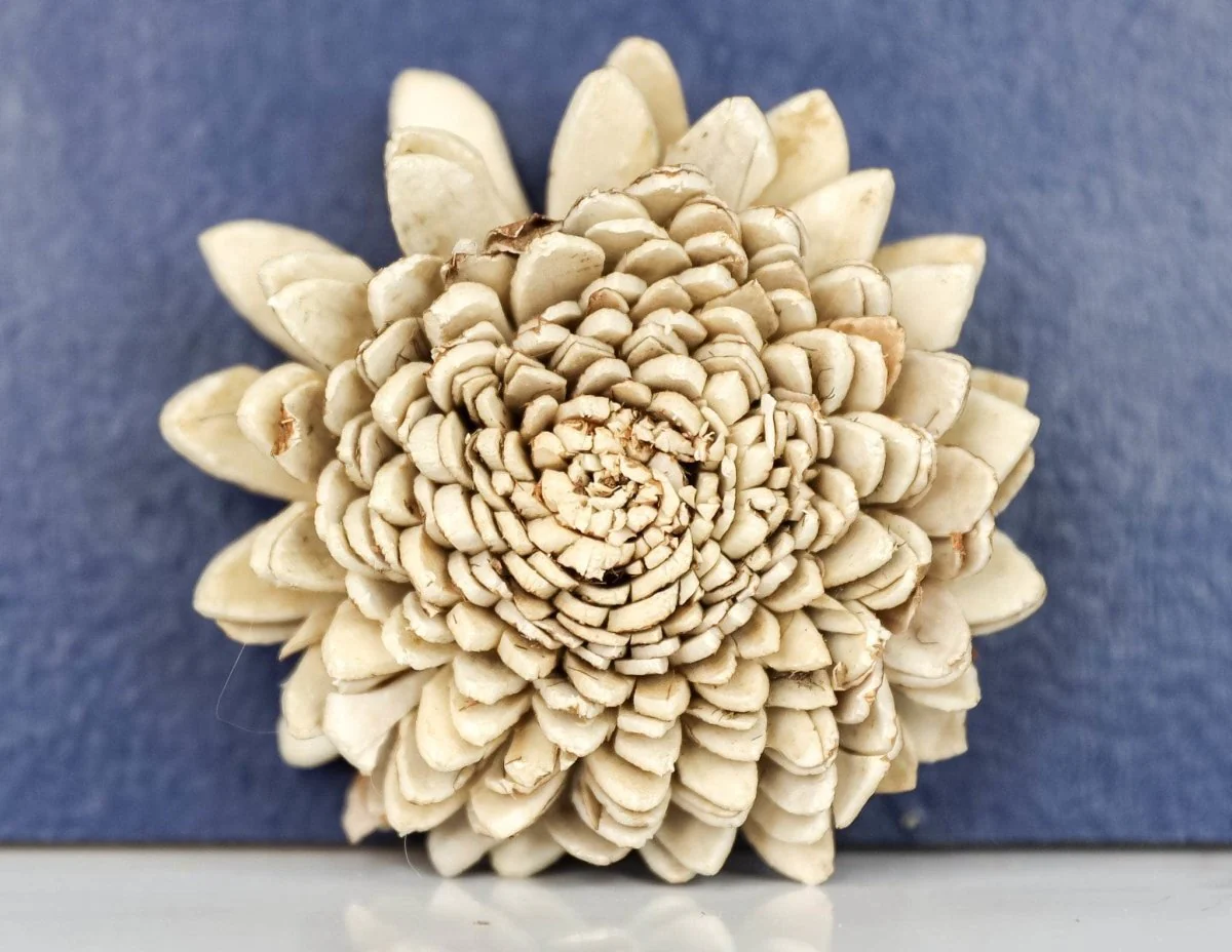 2" Bark Zinnia (10 pack) - Image 2