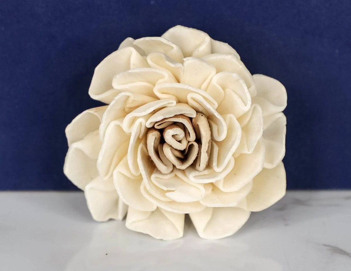 2" Starla (10 Pack) - Image 2
