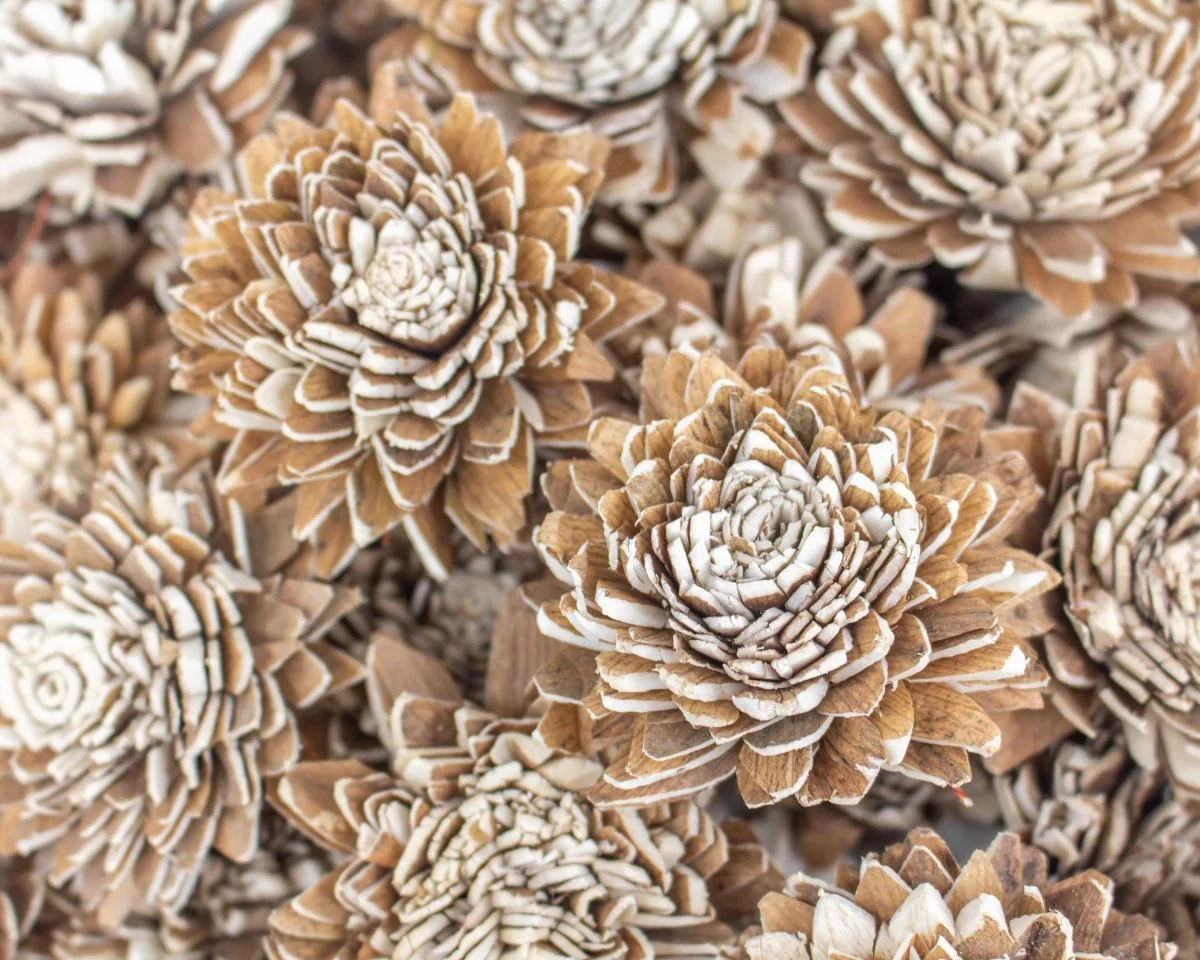 2" Bark Zinnia - 50 Pack - Image 2