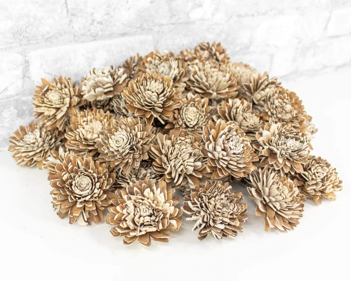 2" Bark Zinnia - 50 Pack - Image 3