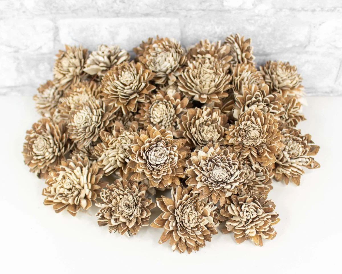2" Bark Zinnia - 50 Pack - Image 4