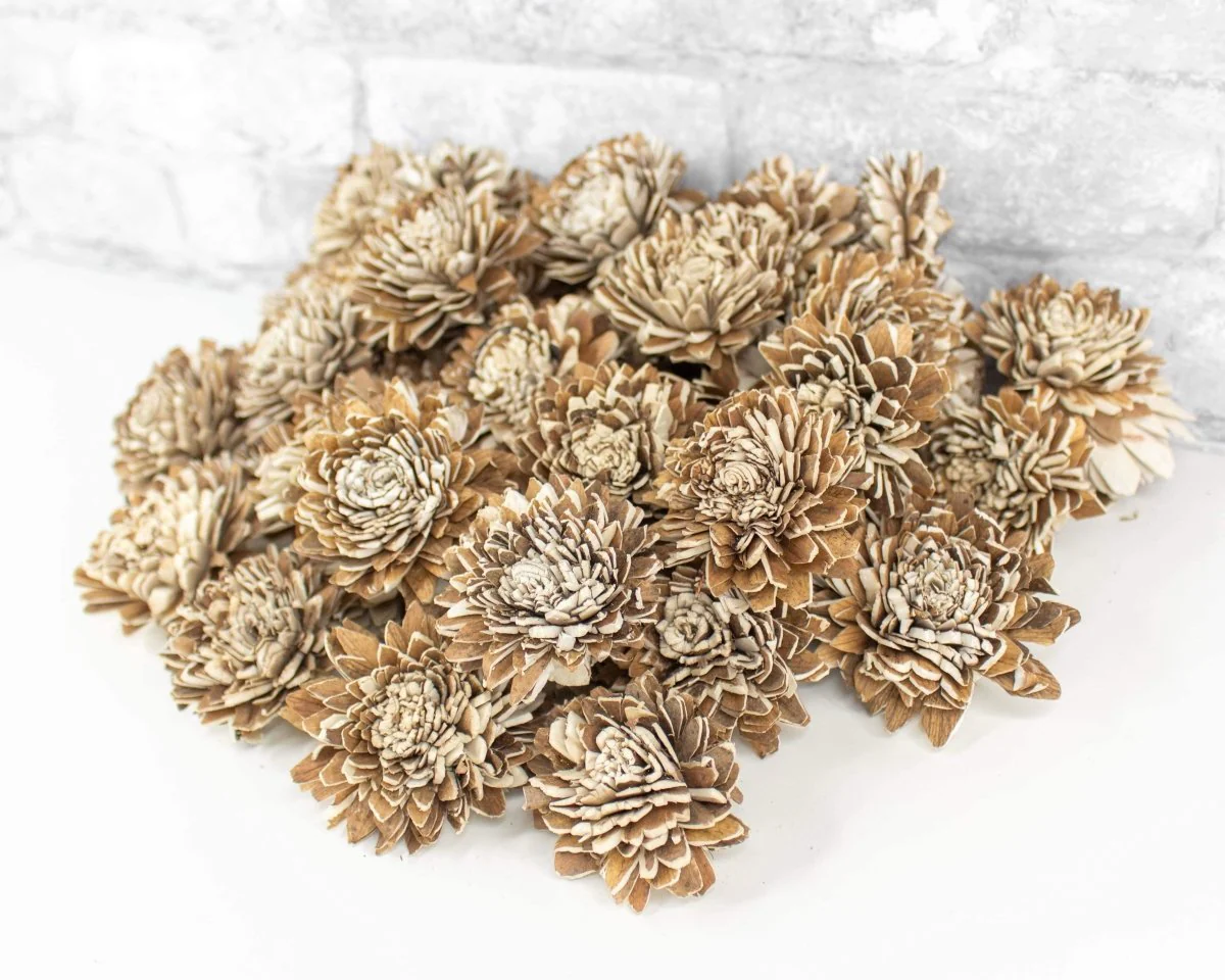 2" Bark Zinnia - 50 Pack - Image 5