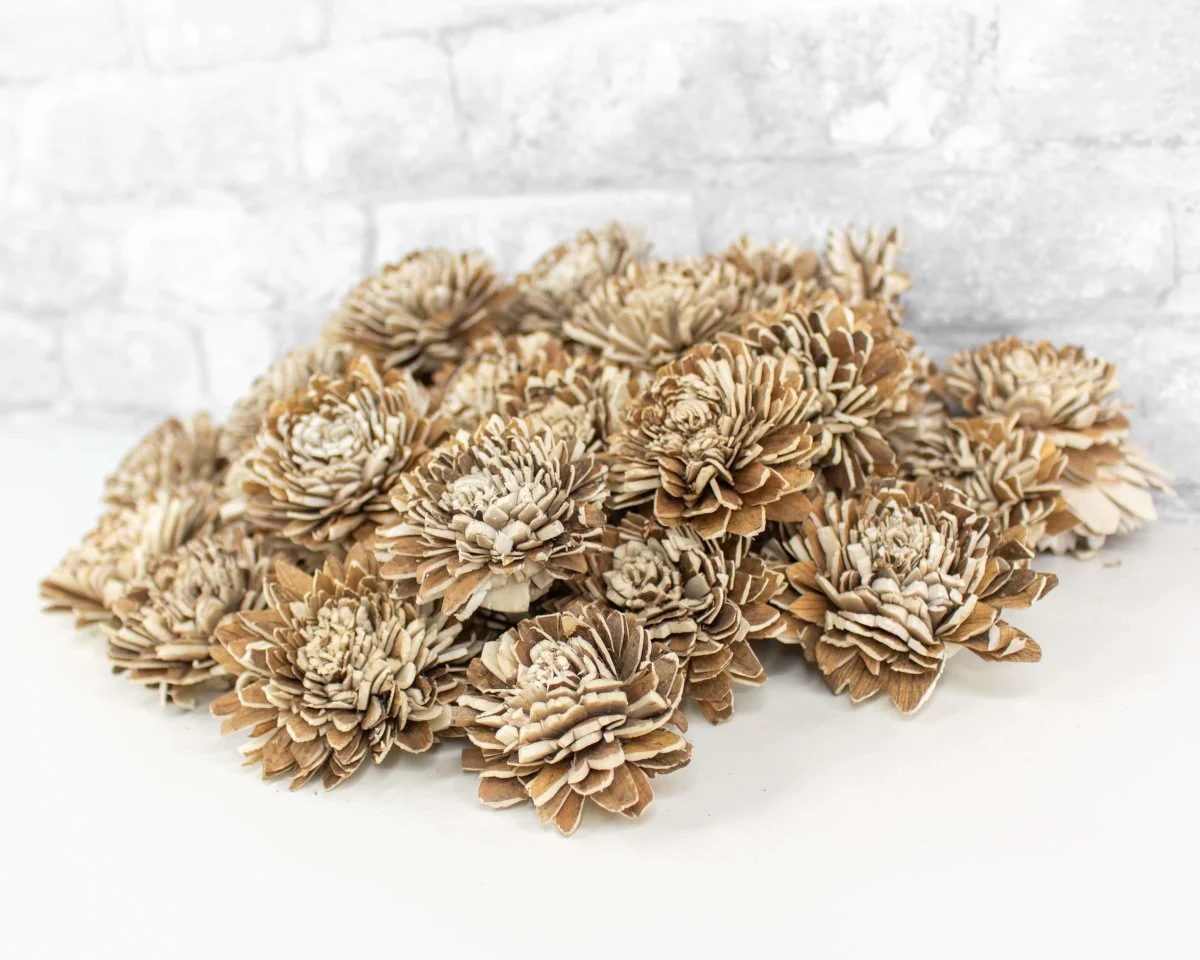 2" Bark Zinnia - 50 Pack - Image 6