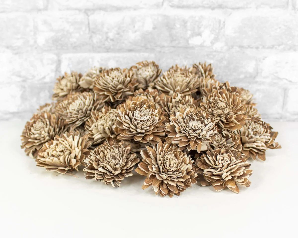 2" Bark Zinnia - 50 Pack - Image 7