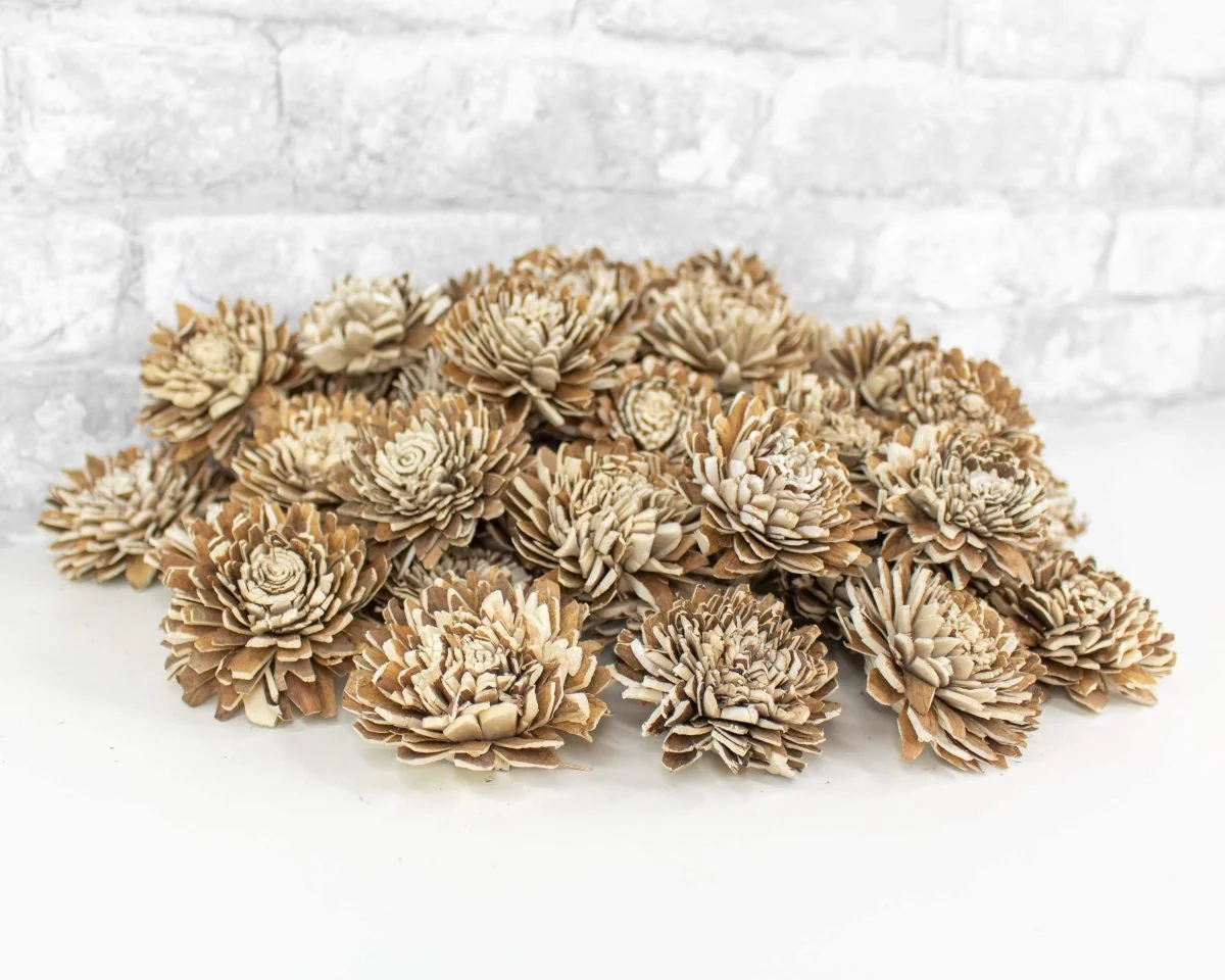 2" Bark Zinnia - 50 Pack - Image 8