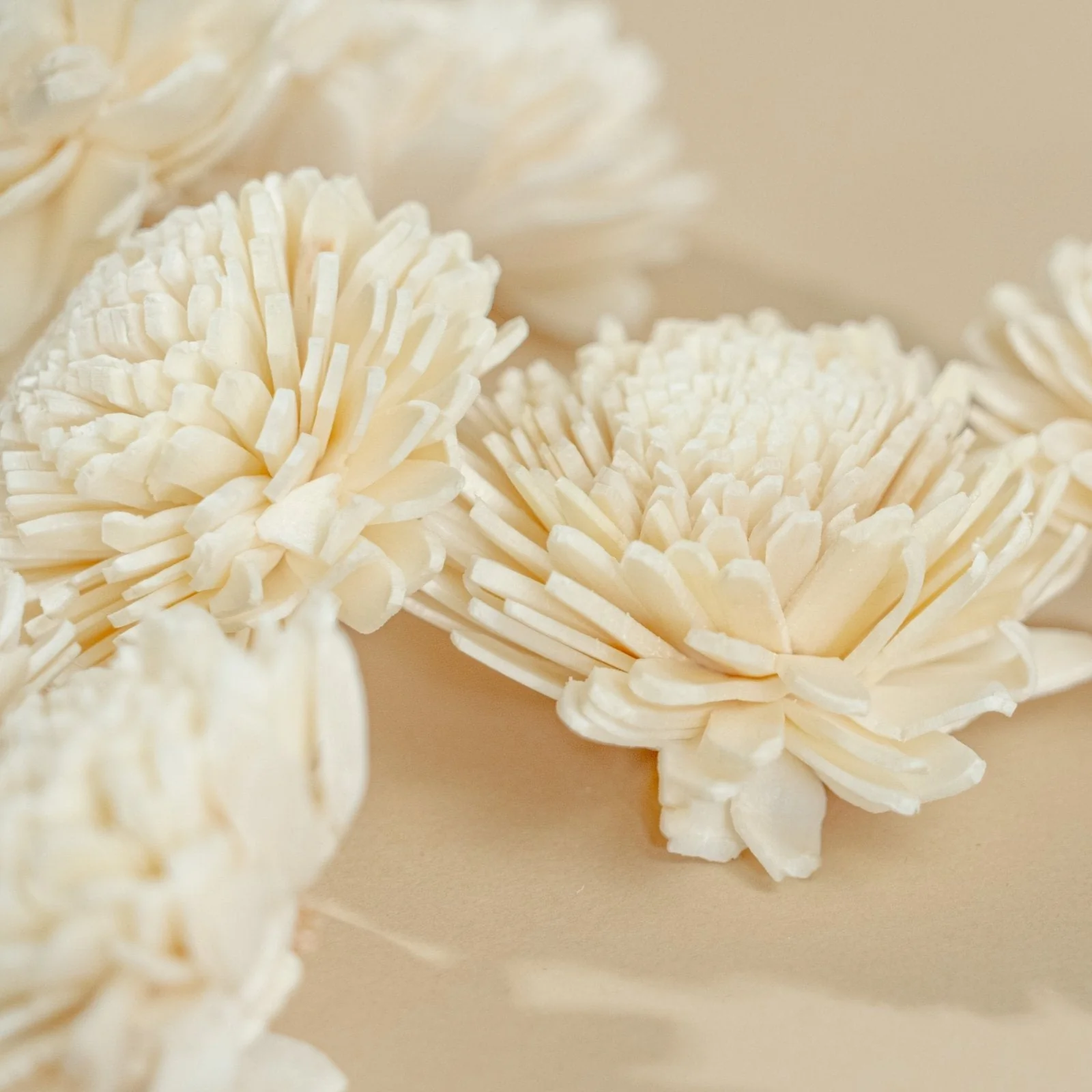 2" Wild Zinnia (10 pack) - Image 3