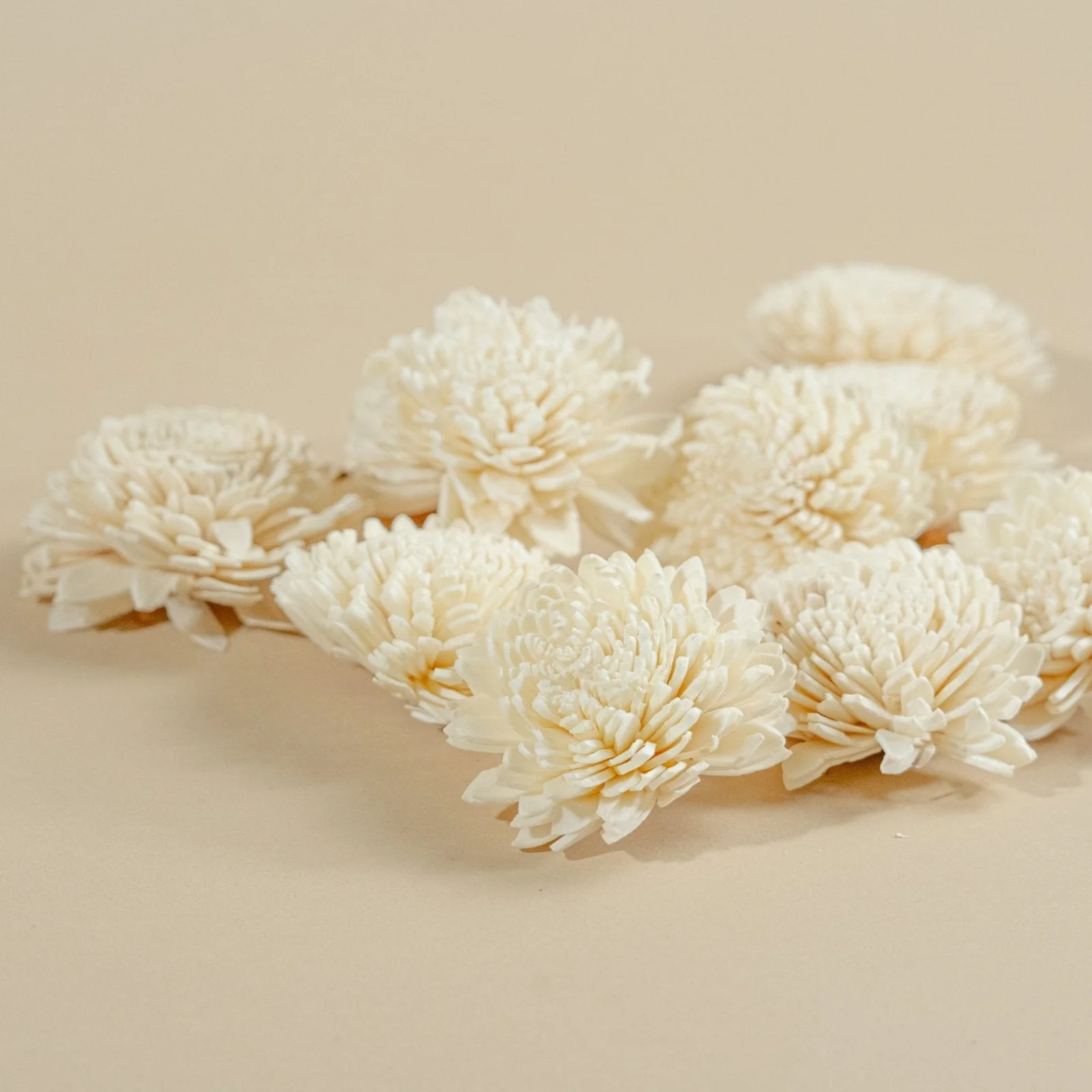 2" Wild Zinnia (10 pack) - Image 4
