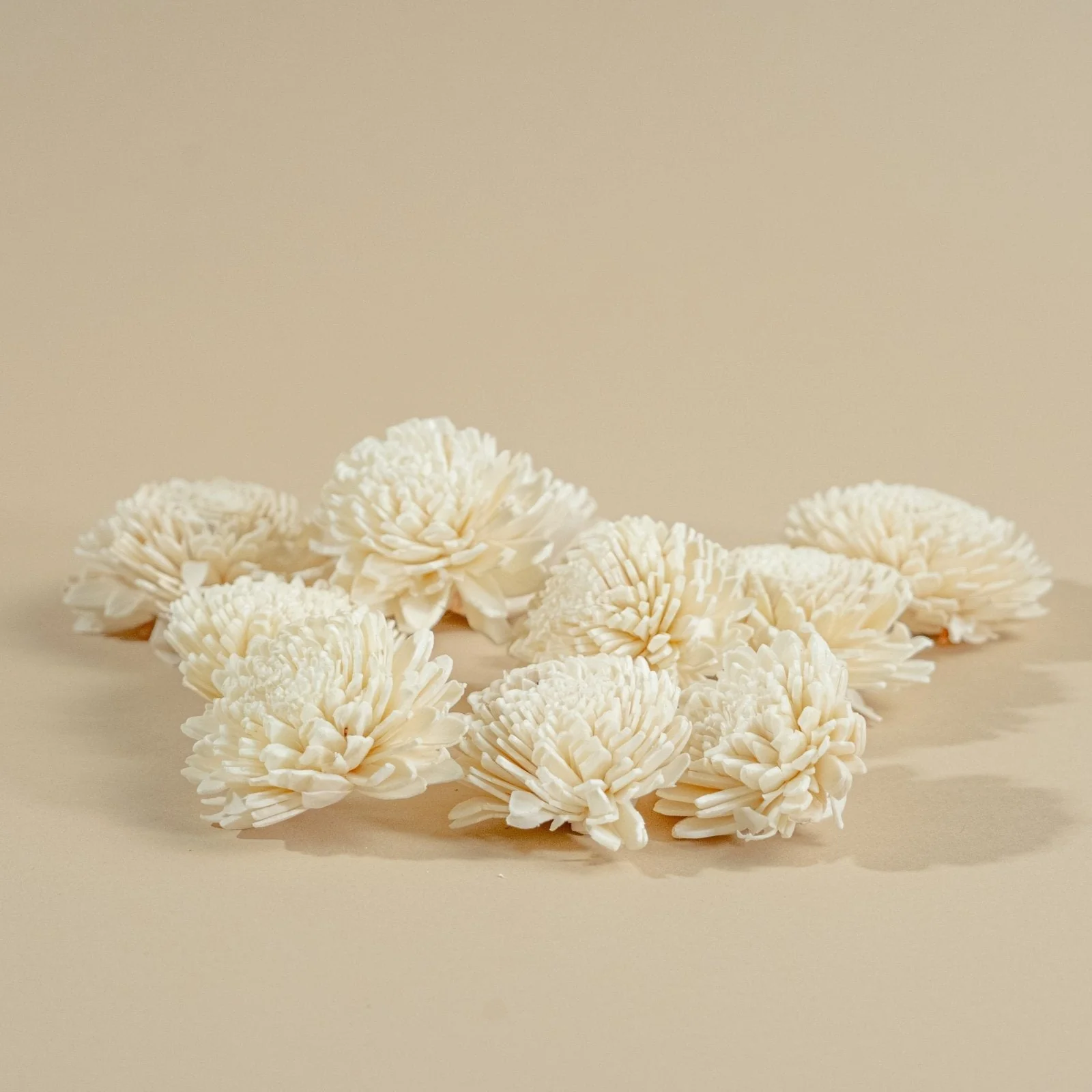 2" Wild Zinnia (10 pack) - Image 5