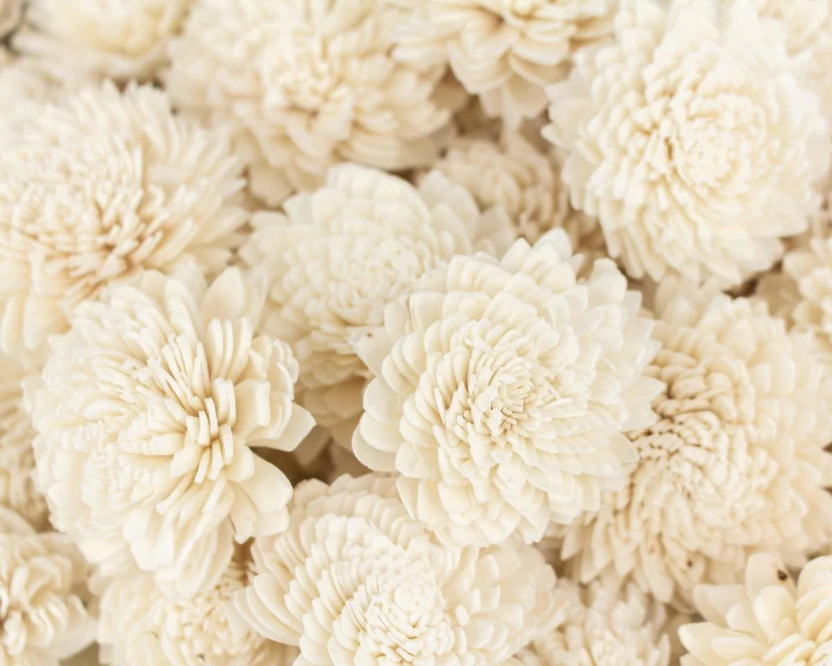 2" Zinnia - 50 Pack - Image 2