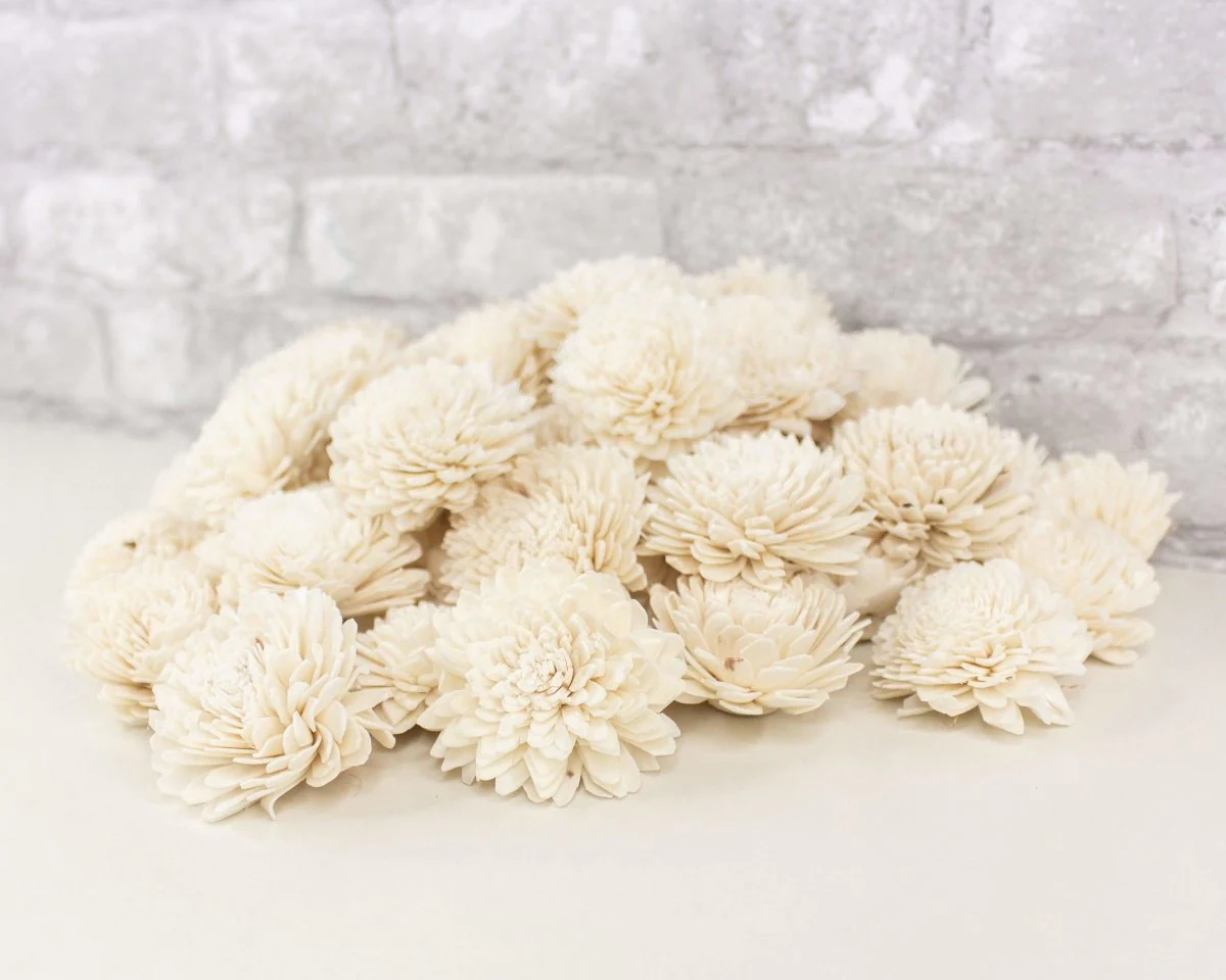 2" Zinnia - 50 Pack - Image 3