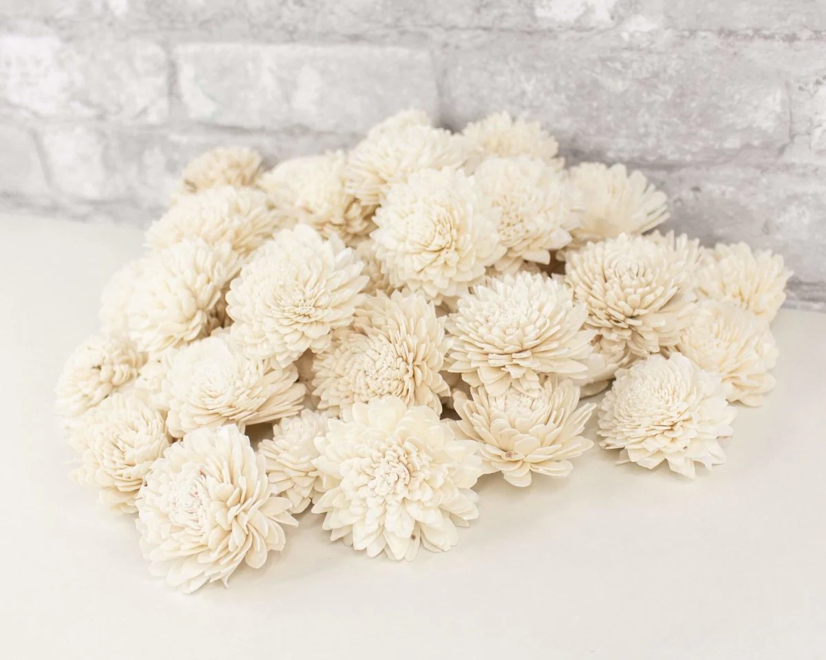 2" Zinnia - 50 Pack - Image 8
