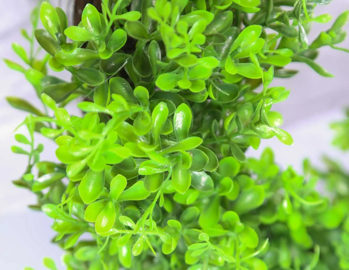 20" Boxwood Wreath - Image 2