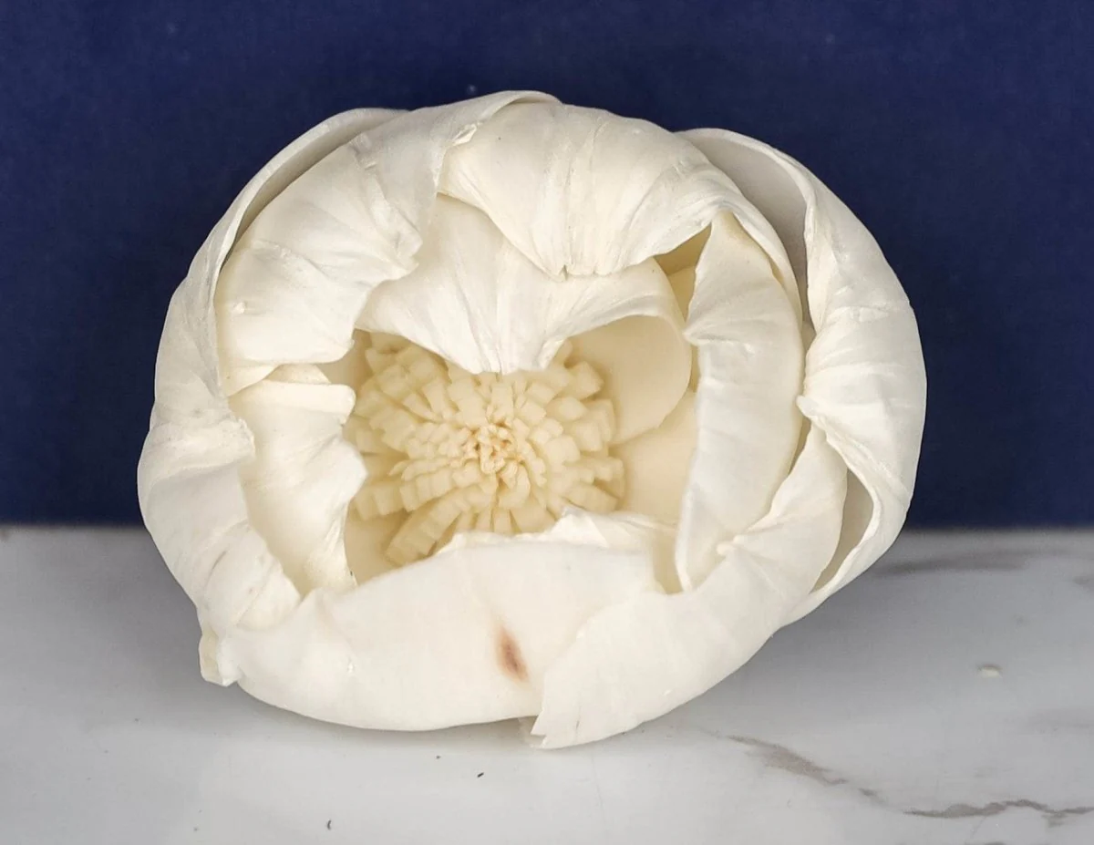3" Athena (10 Pack) - Image 2