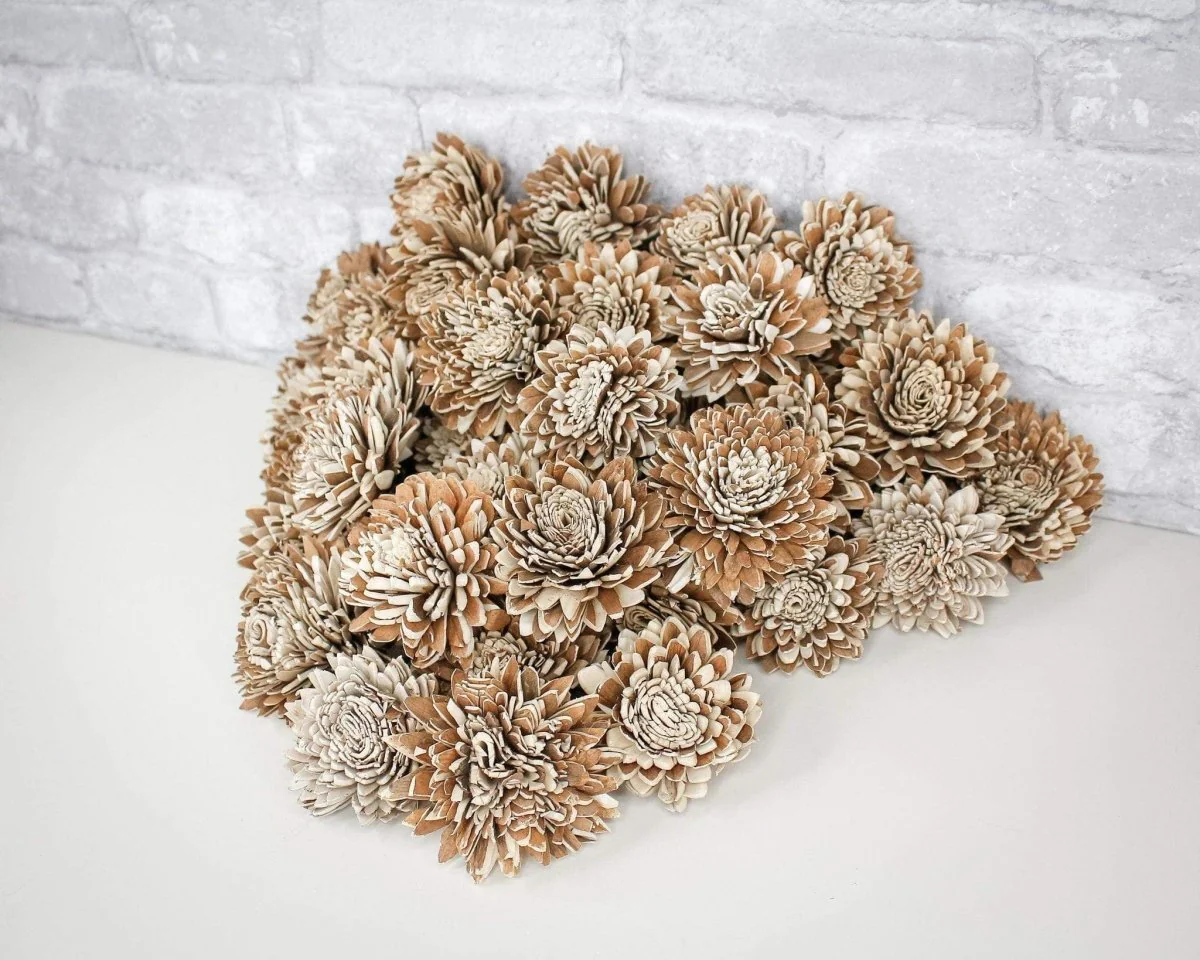 3" Bark Zinnia (500 Flower Box) - Image 6