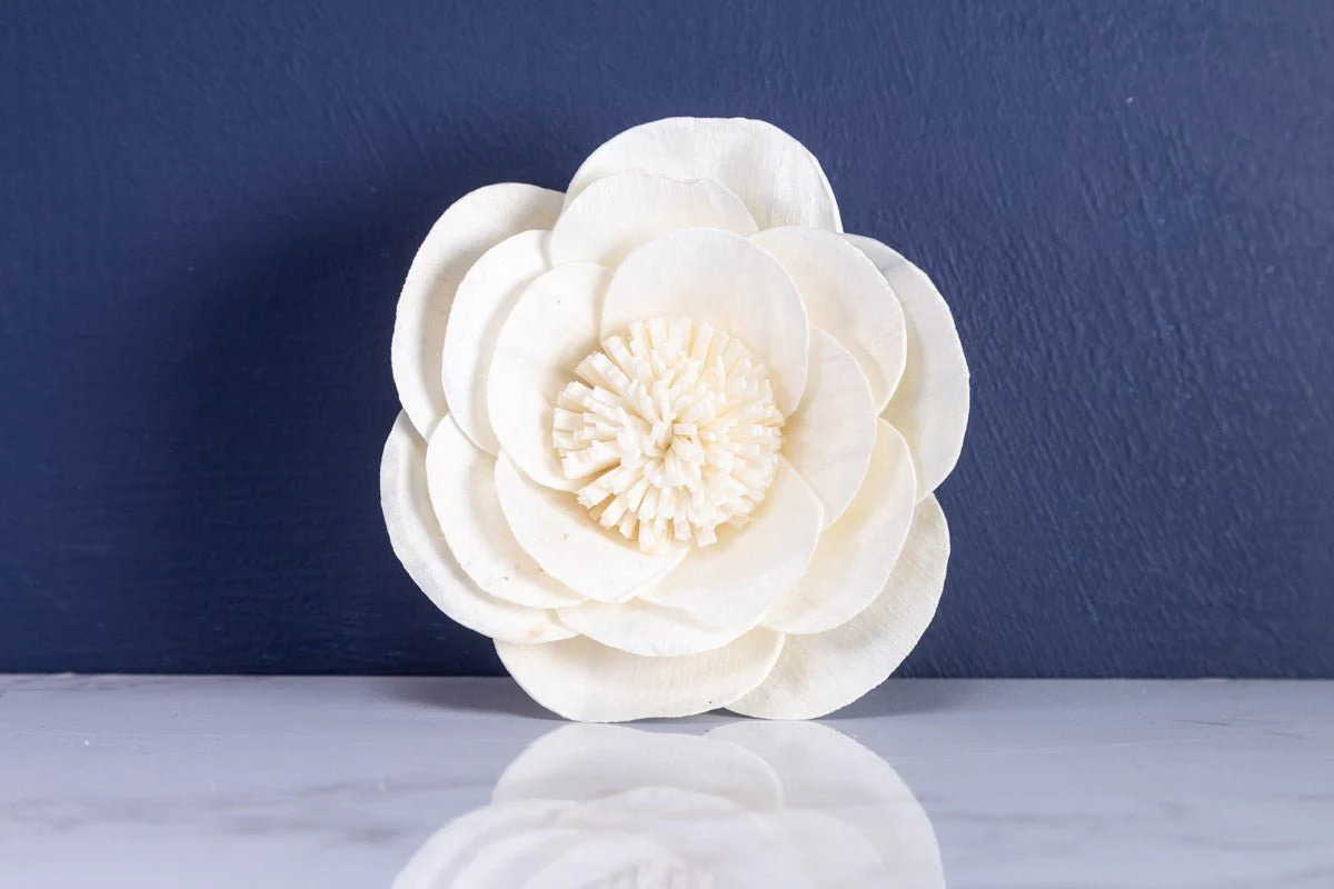 3" Buckeye Belle Peony (10 Pack) - Image 4