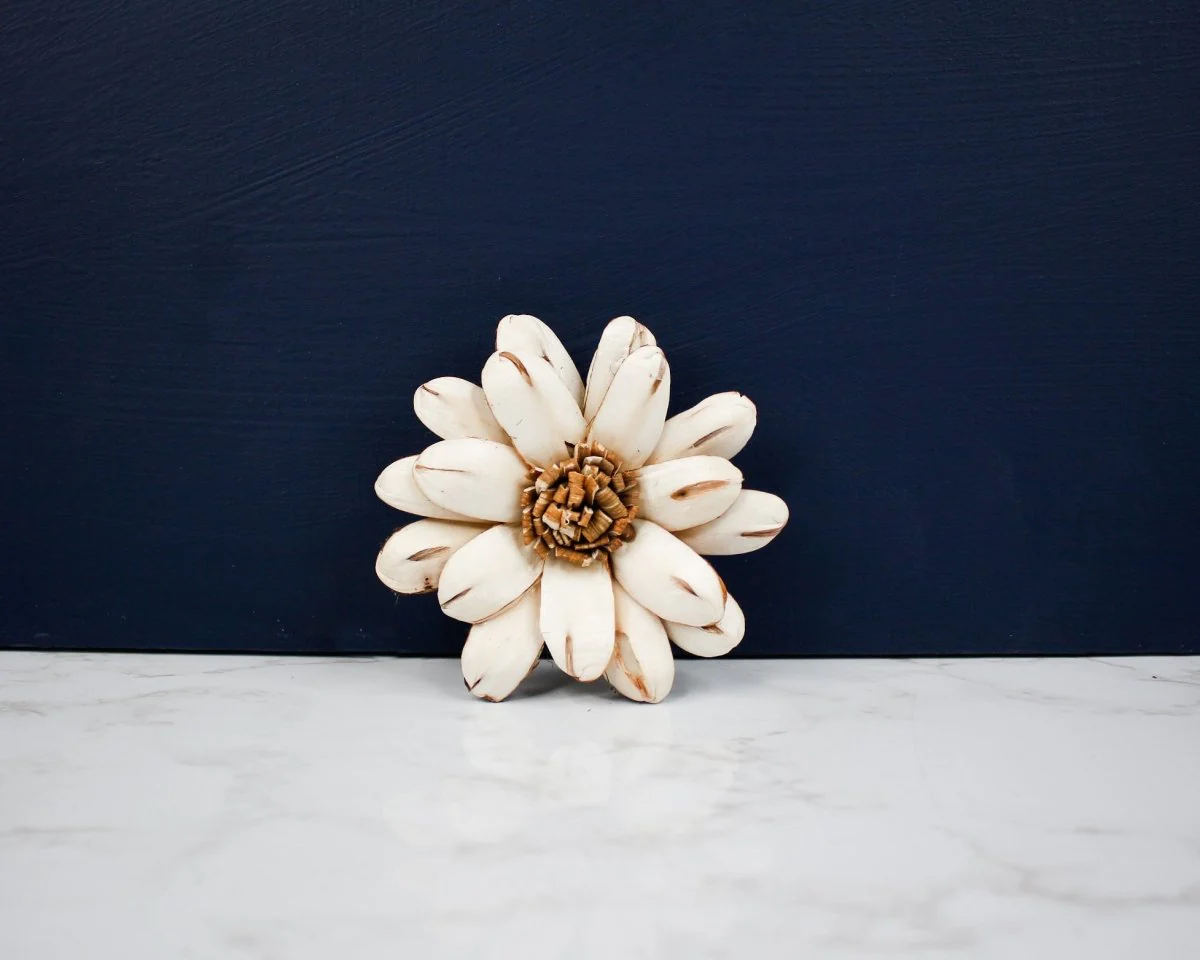 3" Cape Daisy (10 Pack) - Image 2