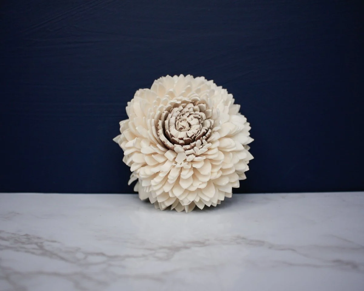 3" Coco Zinnia (10 pack) - Image 2