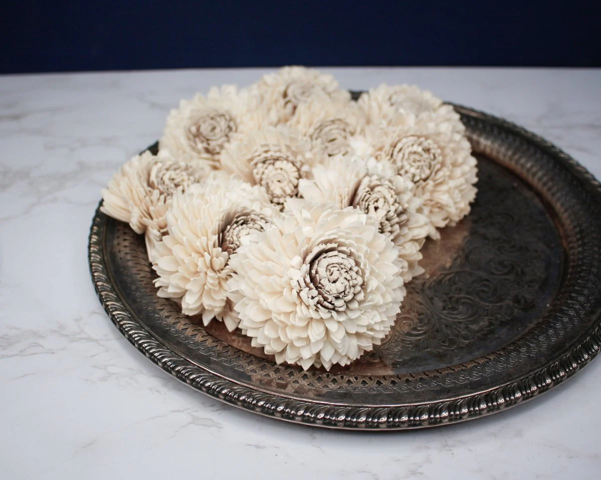 3" Coco Zinnia (10 pack) - Image 3
