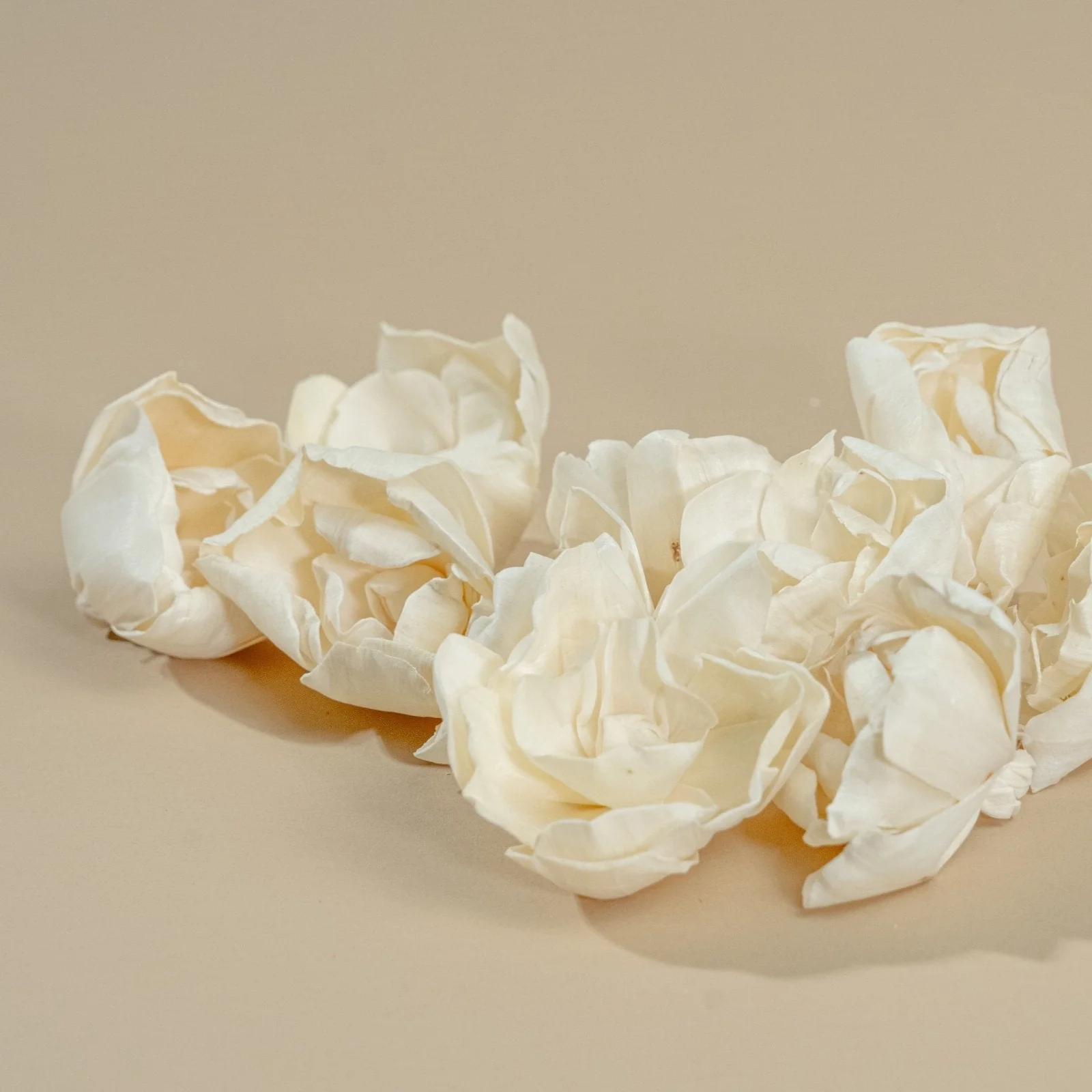 3" Crown Jewel Gardenia (10 Pack) - Image 3