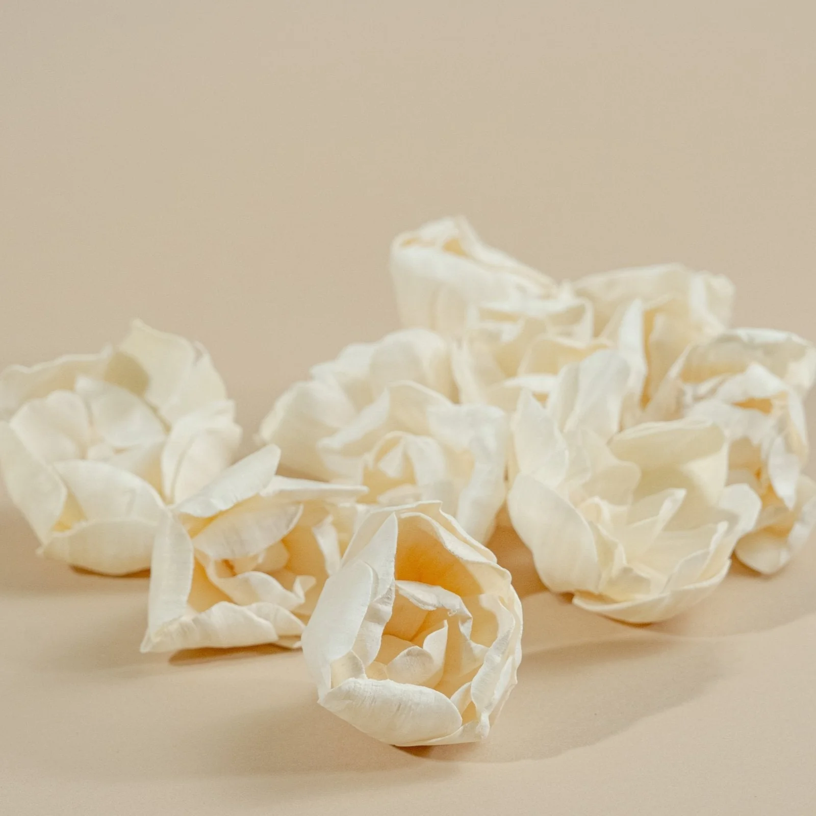 3" Crown Jewel Gardenia (10 Pack) - Image 4