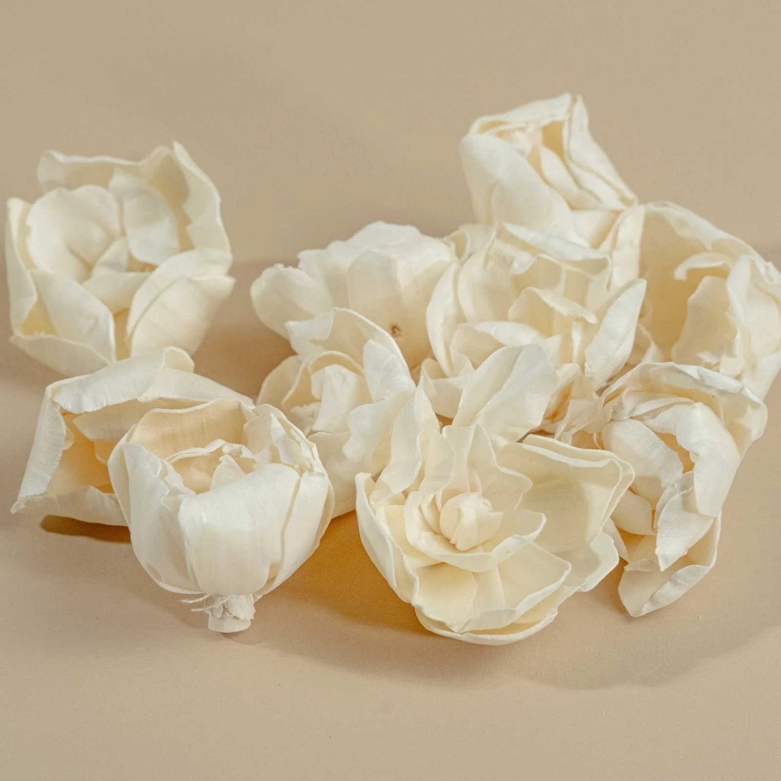3" Crown Jewel Gardenia (10 Pack) - Image 5