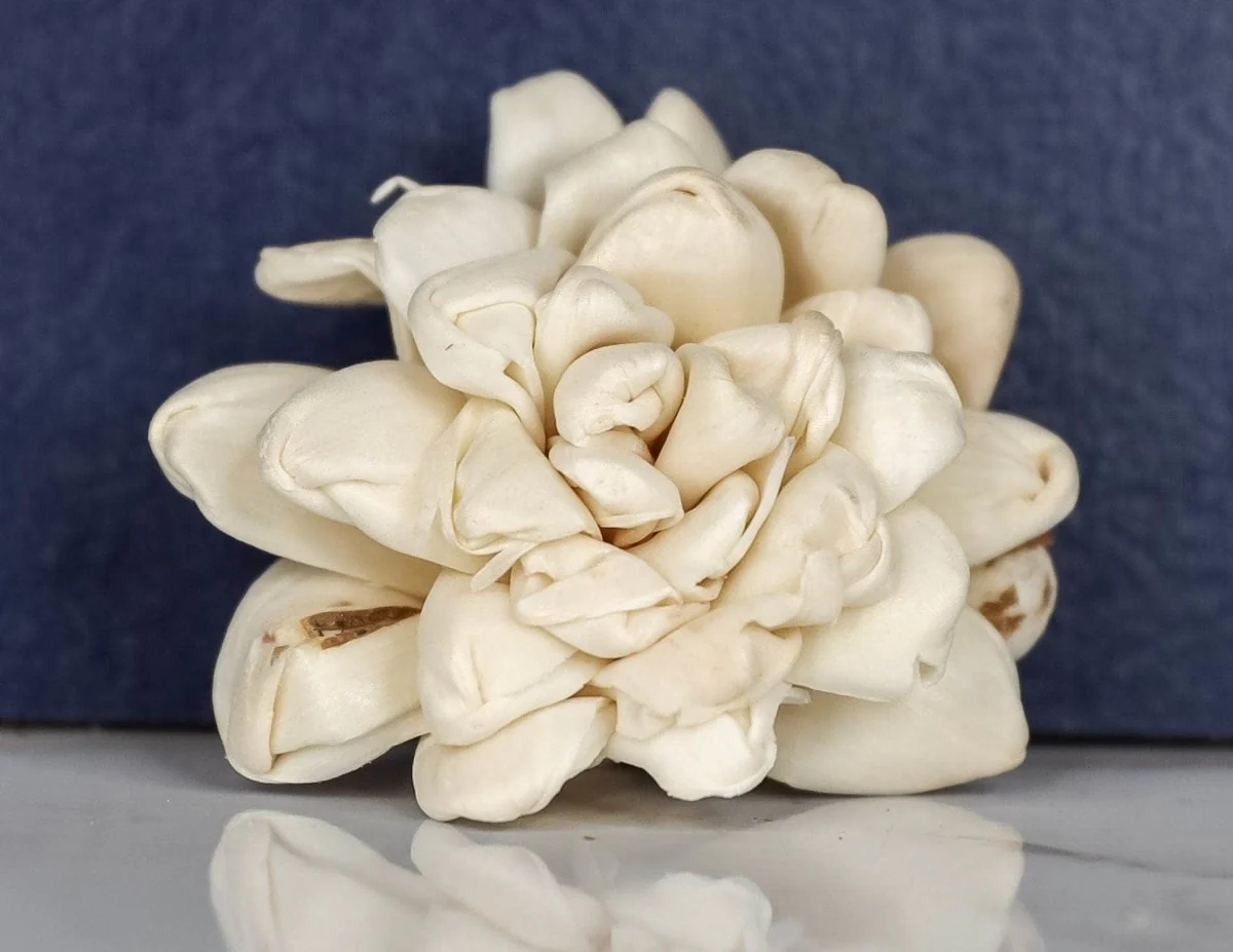 3" Donna (10 Pack) - Image 2