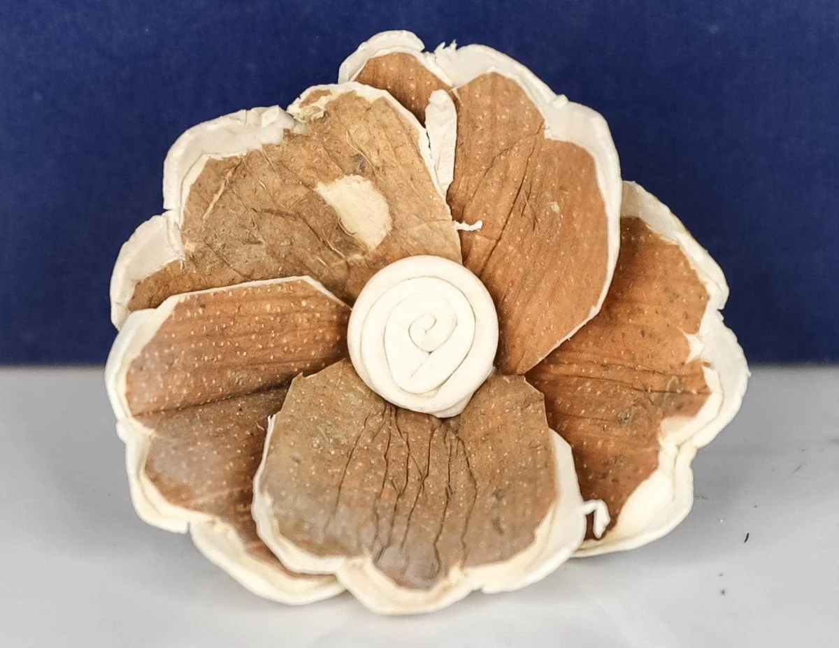 3" Hana (10 pack) - Image 2