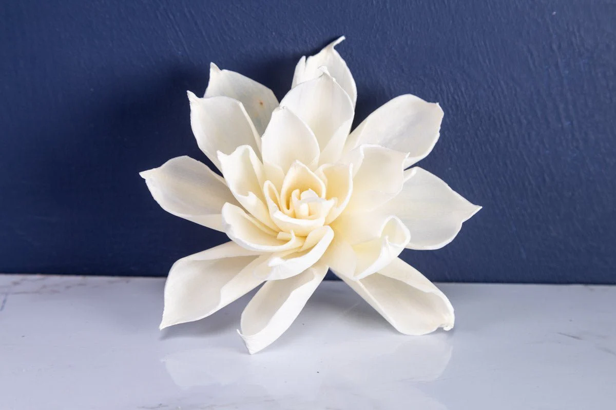 3" Labyrinth Dahlia (10 Pack) - Image 5